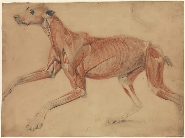 A full size écorché study of a hound — Charles Landseer