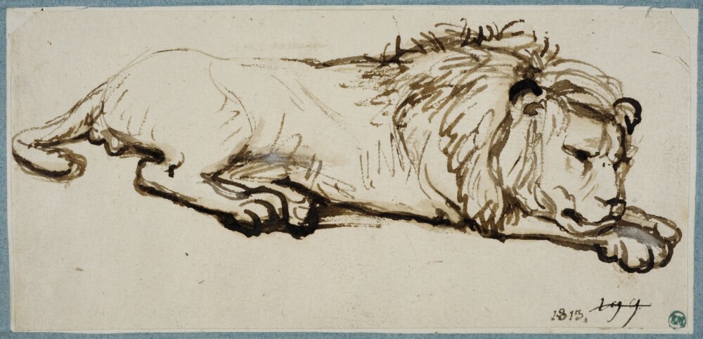 Rembrandt - Circle of - Sleeping Lion, NMH 20091863 — Rembrandt