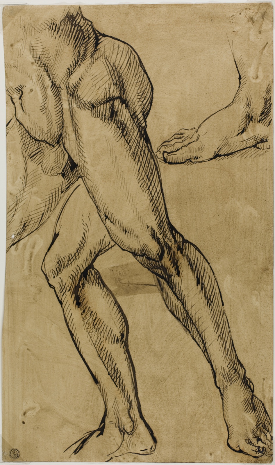 Legs and Feet of Male Nude — Possibly after Michelangelo Buonarroti
