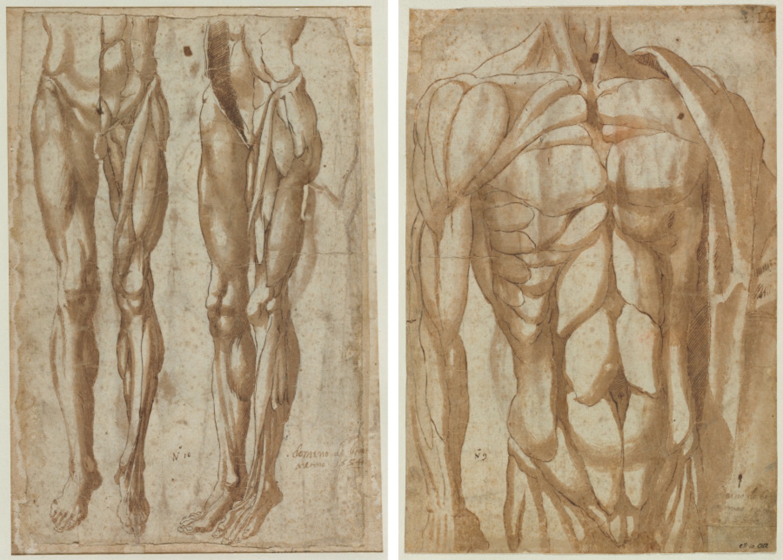 Two Studies of a Flayed Man (recto) Study of a Flayed Torso (verso) — Bartolommeo da Arezzo
