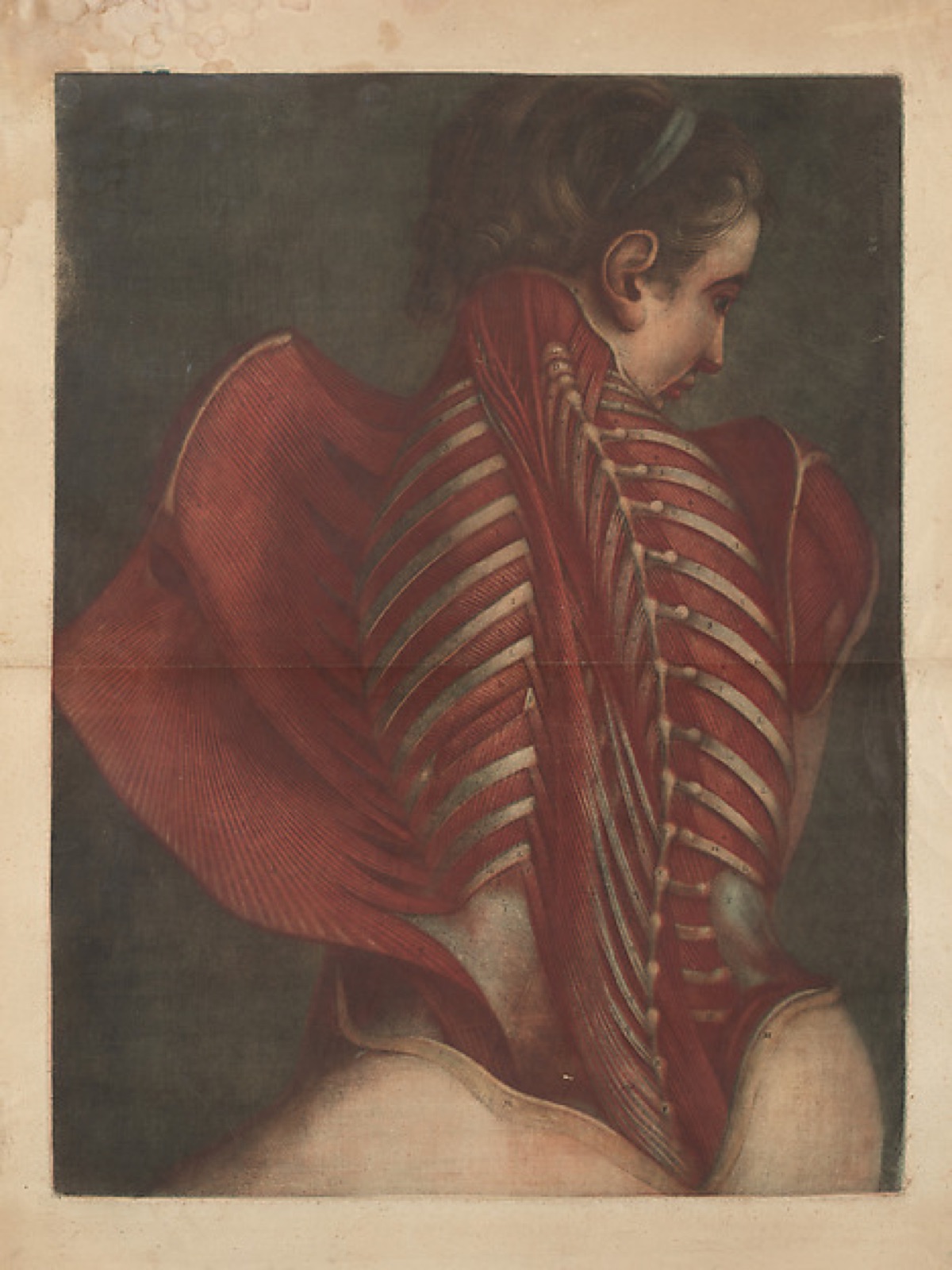 Myologie Complette en Couleur et Grandeur Naturelle — Joseph Guichard Duverney