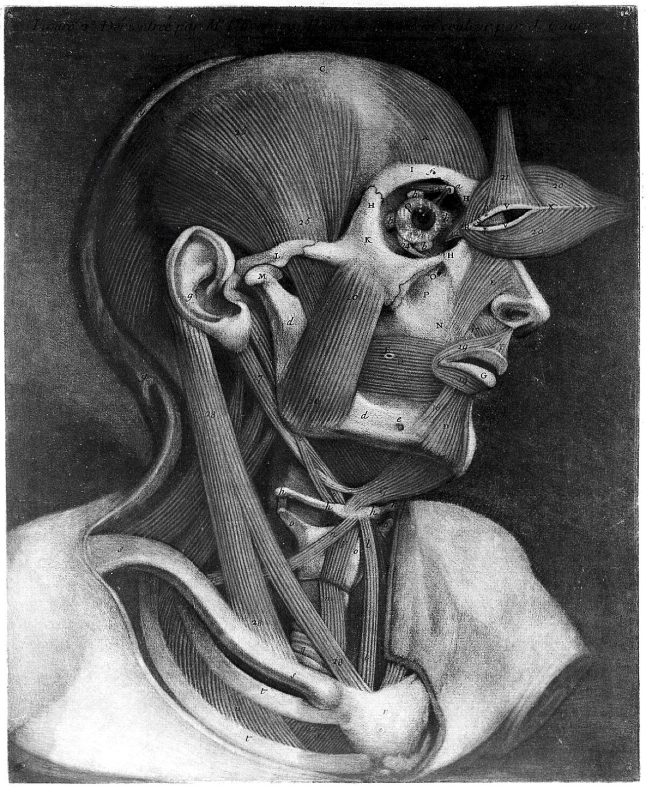 Muscles of the right side of the head and neck. Colour mezzotint by J.F. Gautier d'Agoty, 1745-1746. — Jacques Fabien Gautier d'Agoty