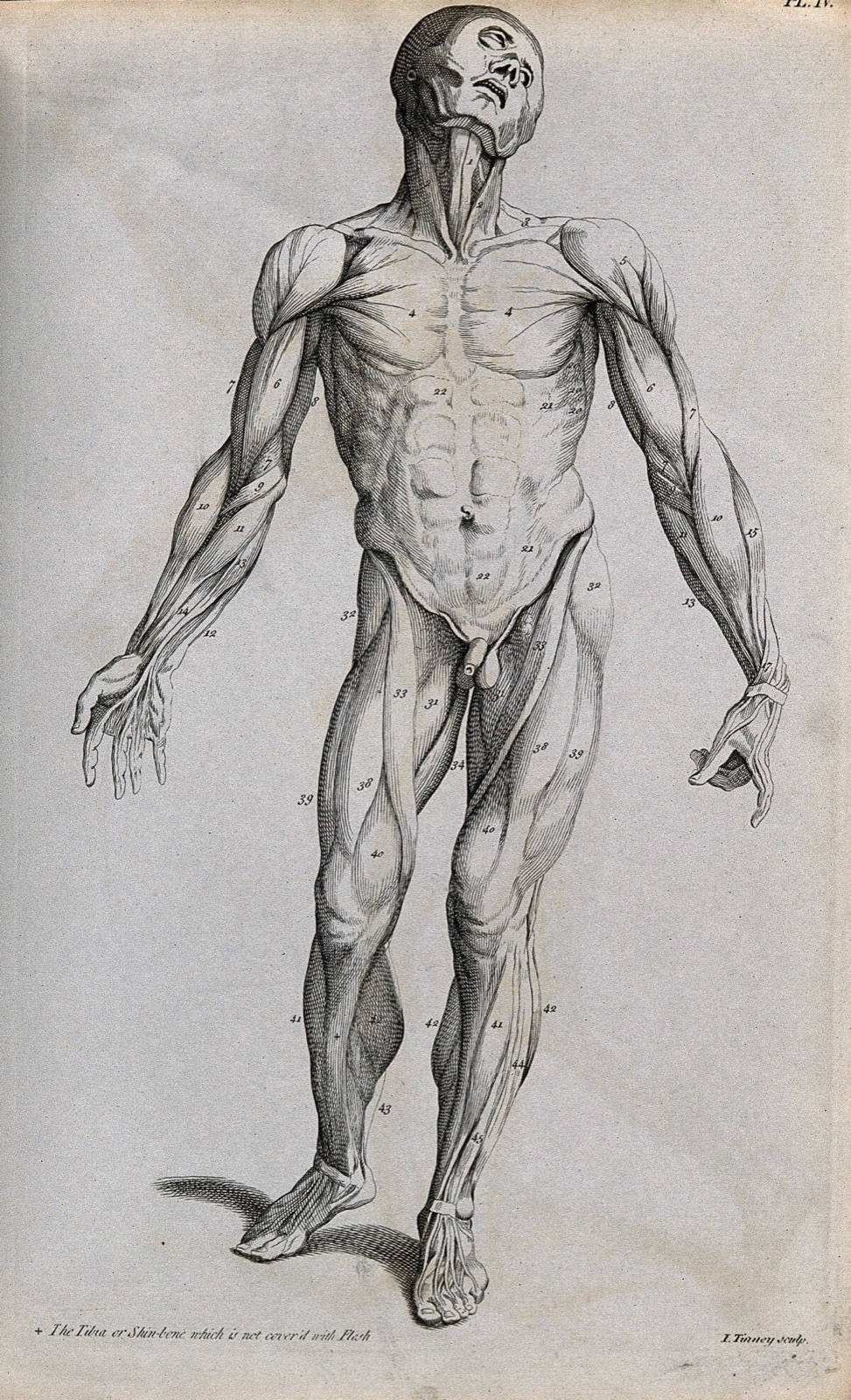 An écorché figure seen from the front. Line engraving by J. Tinney, 1743, after A. Vesalius, 1543. — Andreas Vesalius