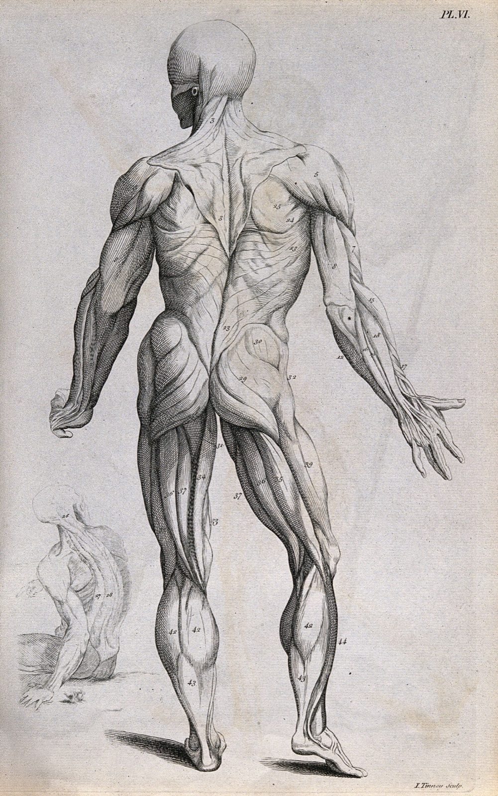 An écorché figure seen from behind, with an additional seated figure in the bottom left-hand corner. Line engraving by J. Tinney, 1743, after A. Vesalius, 1543. — Andreas Vesalius