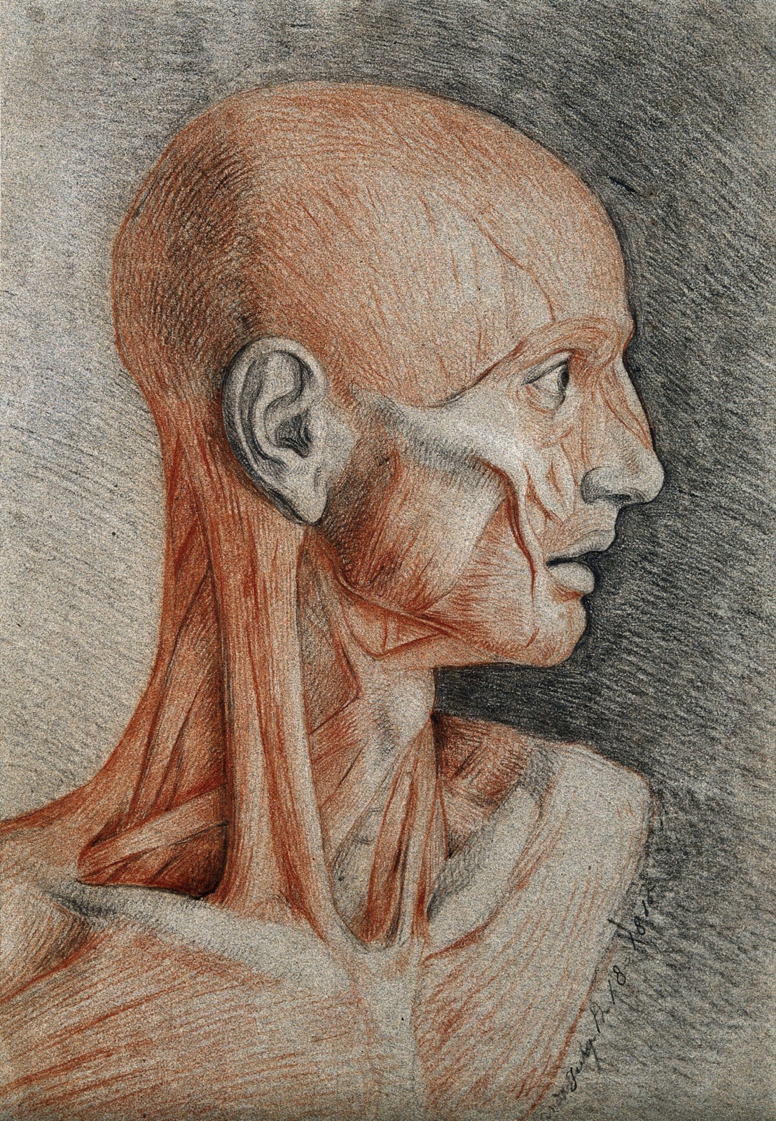Head and neck of an écorché figure, in profile. Red and black chalk drawing, with pencil, by C. Landseer, 1815. — Charles Landseer