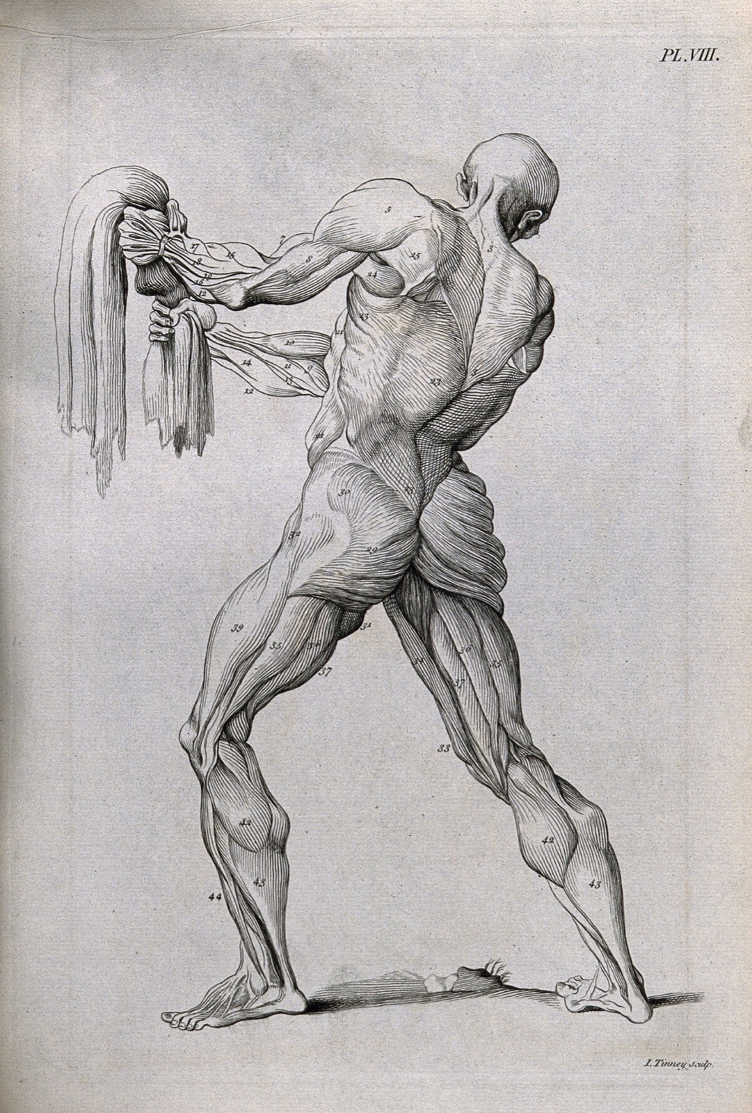 An écorché figure gripping a piece of cloth, with left leg bent, seen from behind. Line engraving by J. Tinney, 1743, after W. Cowper. — William Cowper