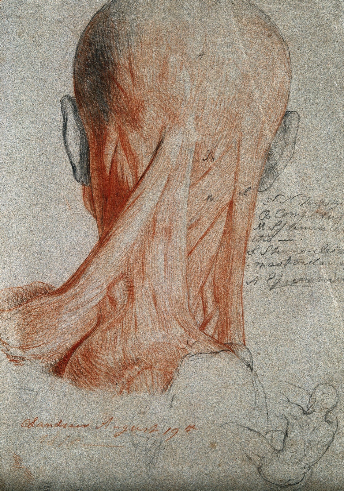 Head and neck of an écorché figure, seen from behind, and small sketch of male nude in action. Red chalk and pencil drawing, by C. Landseer, 1815. — Charles Landseer