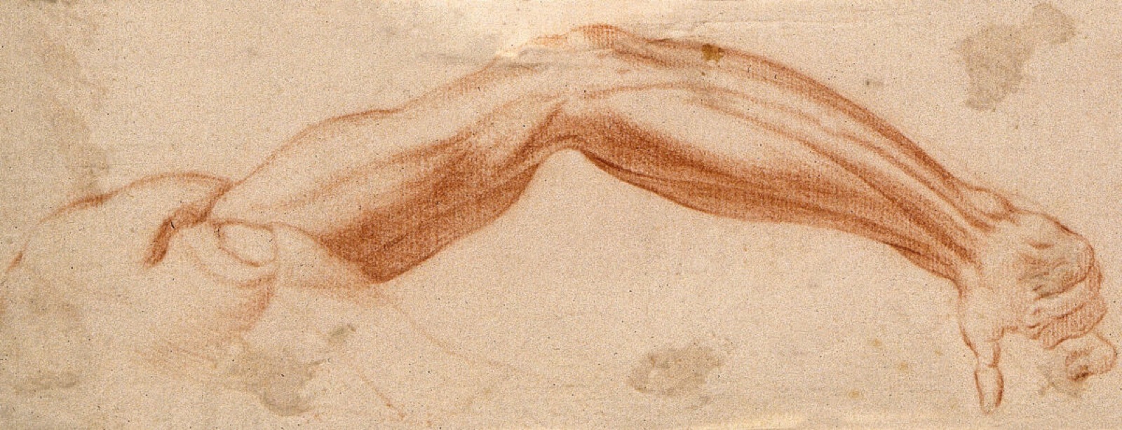 The muscles of the suspended right arm and upper right shoulder, seen from the back. Red-chalk drawing, 17th century. — Cigoli