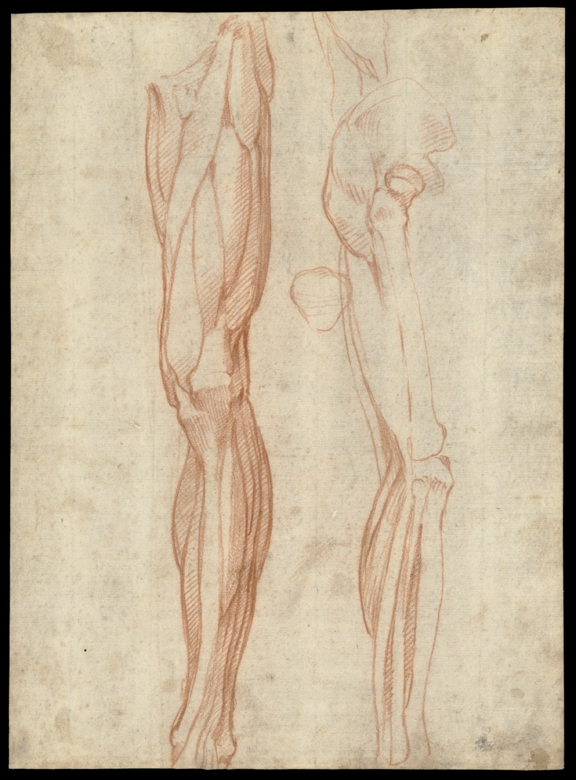 The muscles of the left leg, seen from the front, and the bones and muscles of the right leg seen in right profile, and between them, a patella. Drawing by Michelangelo Buonarroti, — Michelangelo Buonarroti