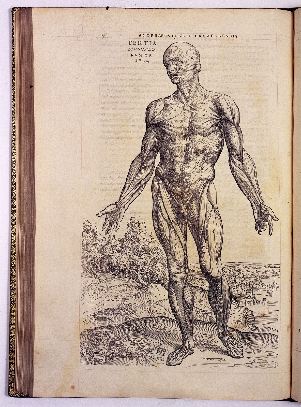 A. Vesalius, De humani corporis fabrica Wellcome L0021649 — Unknown artist