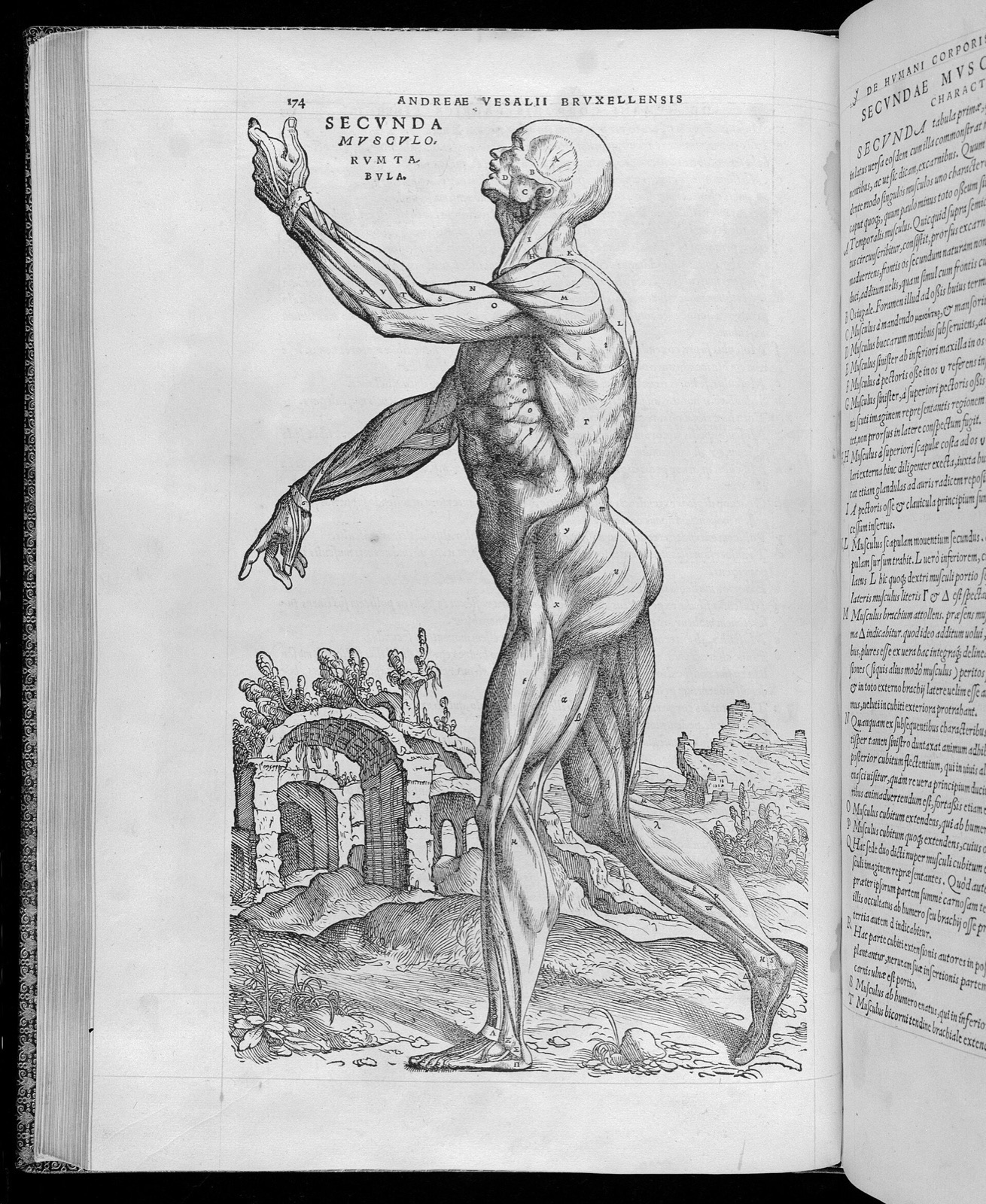 A. Vesalius, De humani corporis fabrica libri septum Wellcome L0031072 — Unknown artist