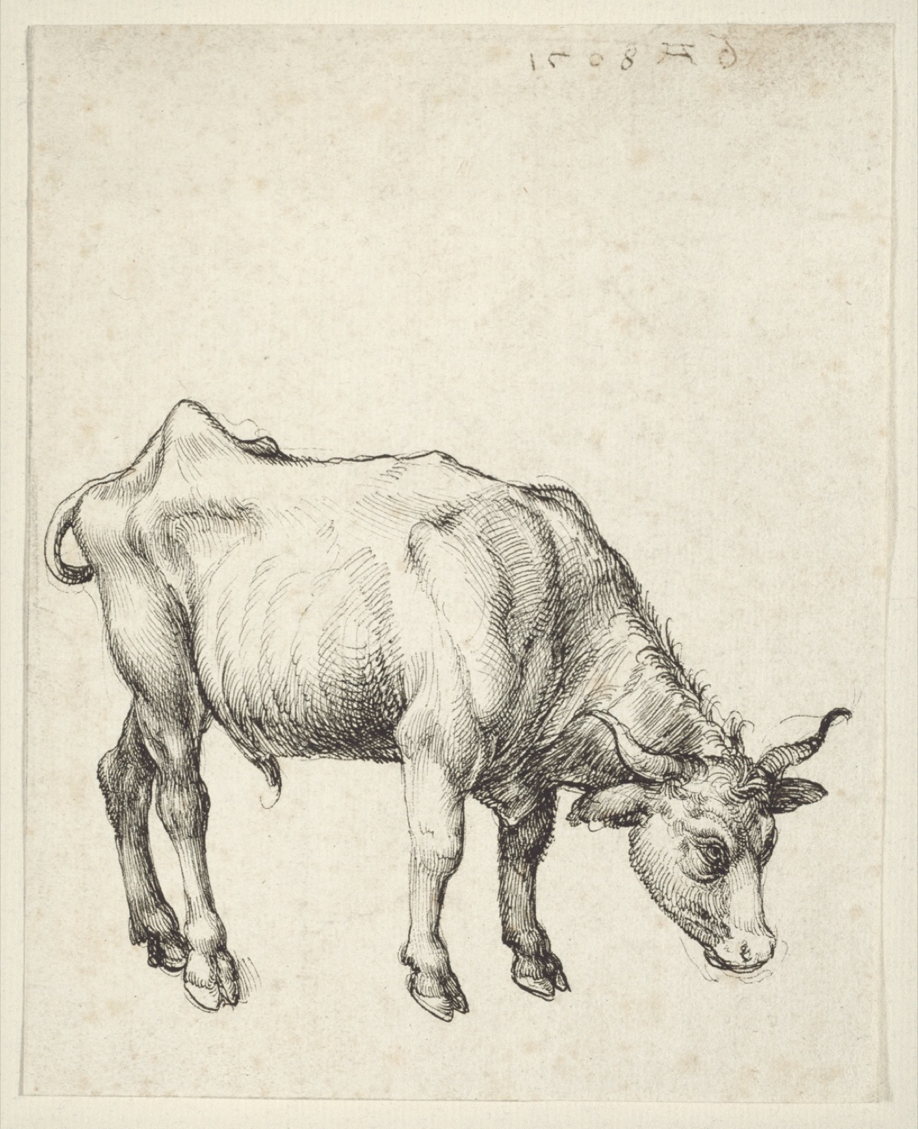 Young Bull — Albrecht Dürer