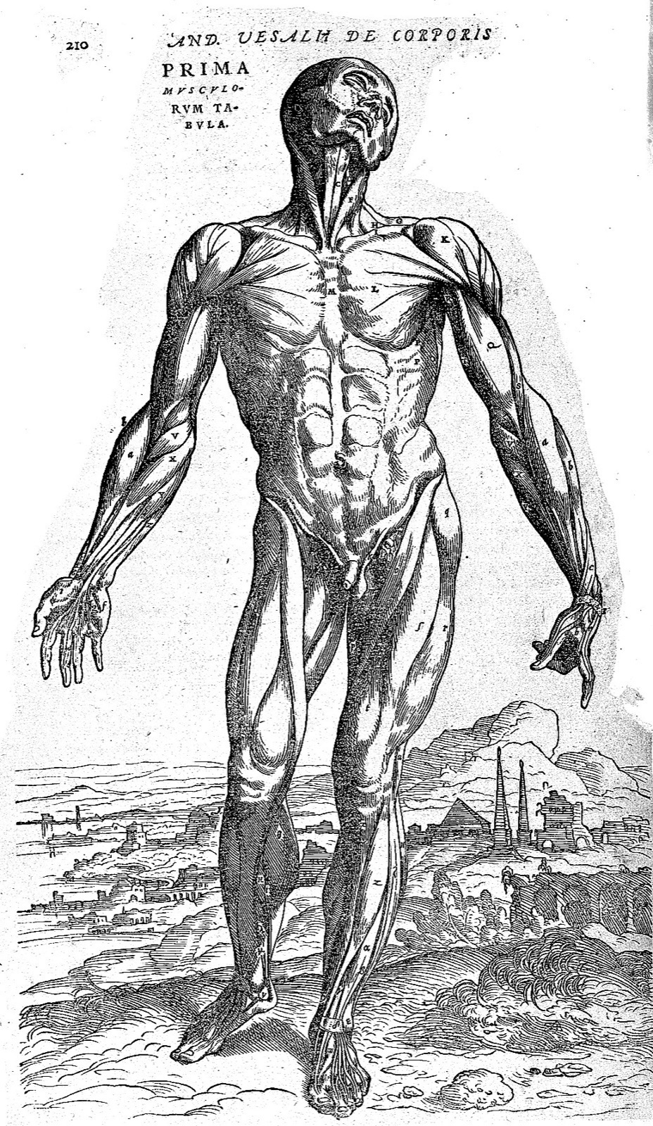 Muscle man, by Vesalius. Wellcome L0001644 — Unknown artist