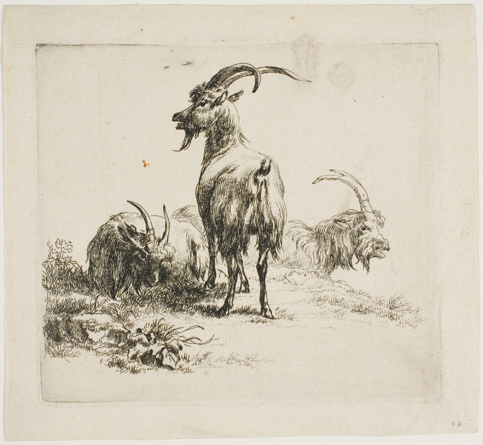 Goats, from Various Animals — Nicolaes Berchem