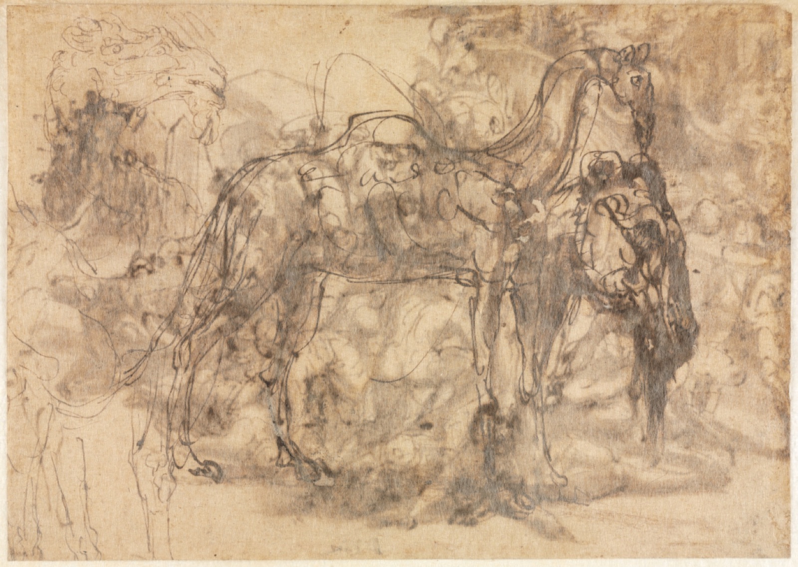 Sketches of Animals (verso) — Perino Vaga