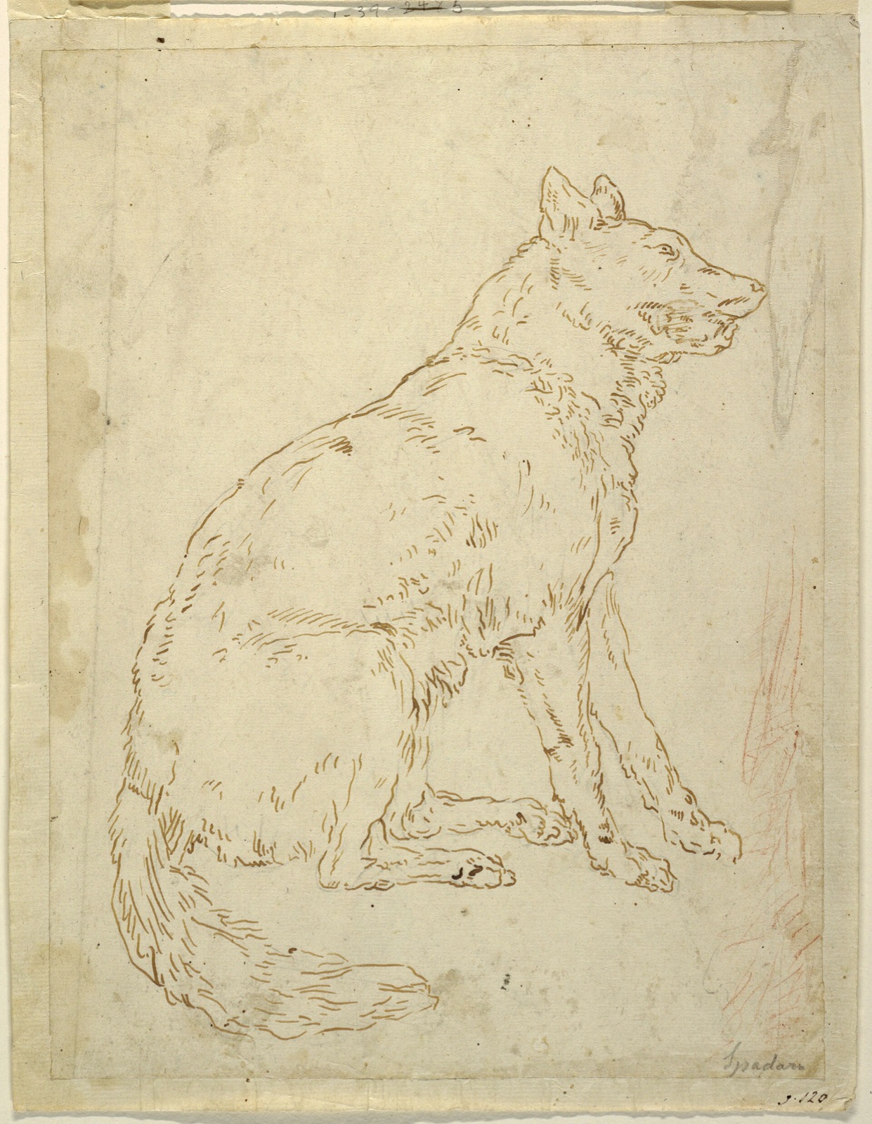 Drawing, Study of a Sheepdog, 1625–1650 (CH 18543539) — Unknown artist