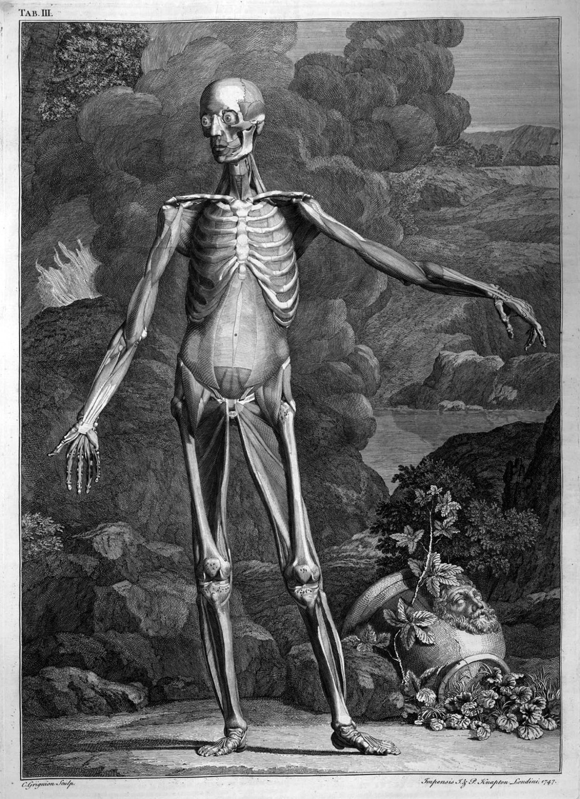 Albinus skeleton w muscles — McLeod