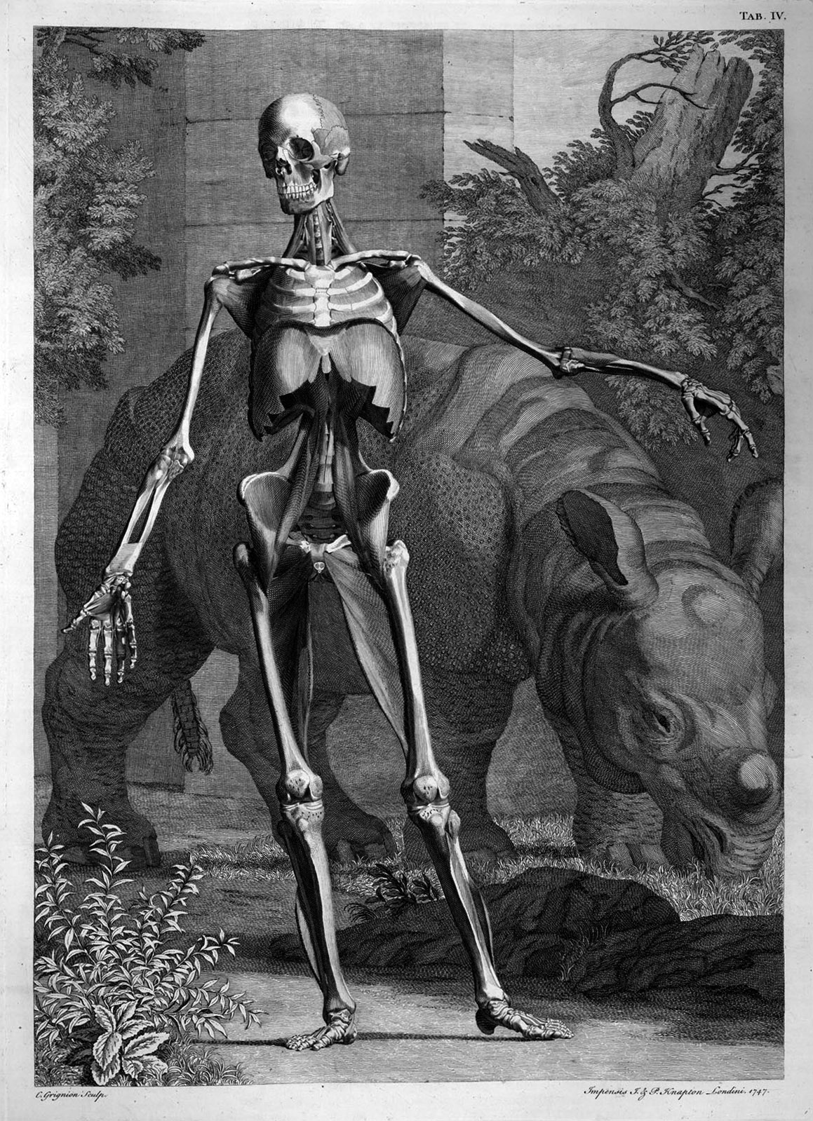 Albinus skeleton w less muscles — McLeod