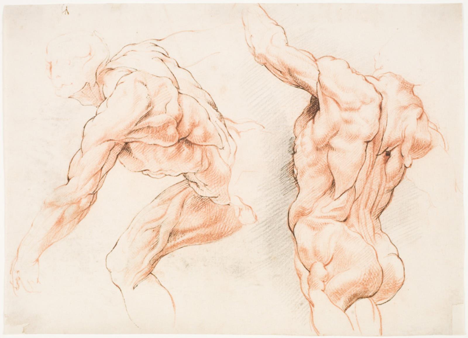 To anatomiske studier af en mand, der læner sig mod venstre, og en anden set bagfra med løftet arm (écorché) — Willem Panneels