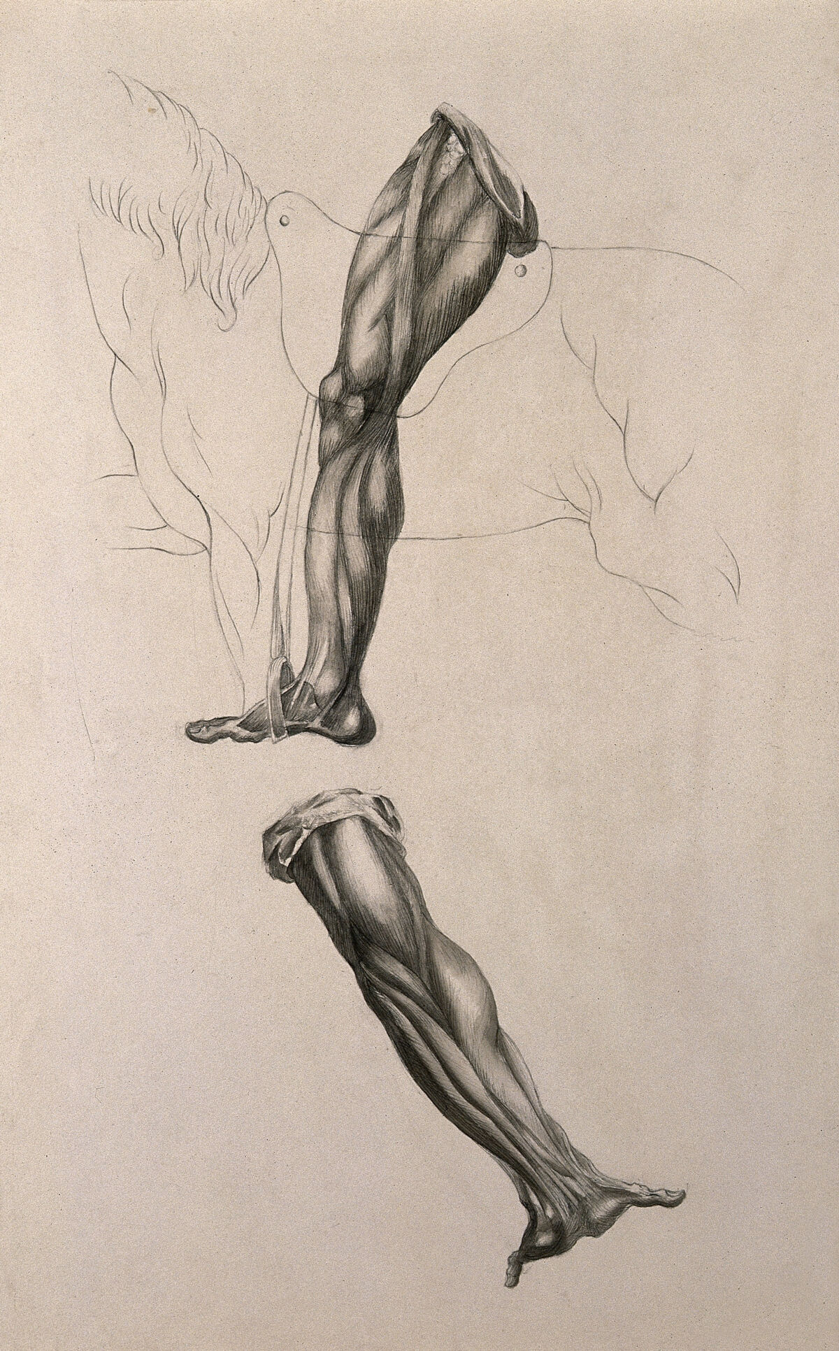 Écorché leg of man riding a horse, and écorché hand with outstretched palm. Pencil and ink wash drawing, after an unidentified work on anatomy, ca. 1830(?). — Unknown artist
