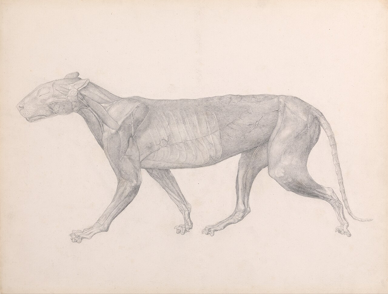 George Stubbs - A Comparative Anatomical Exposition of the Structure of the Human Body with that of a Tiger and a Co... - Google Art Project (2342988) — George Stubbs
