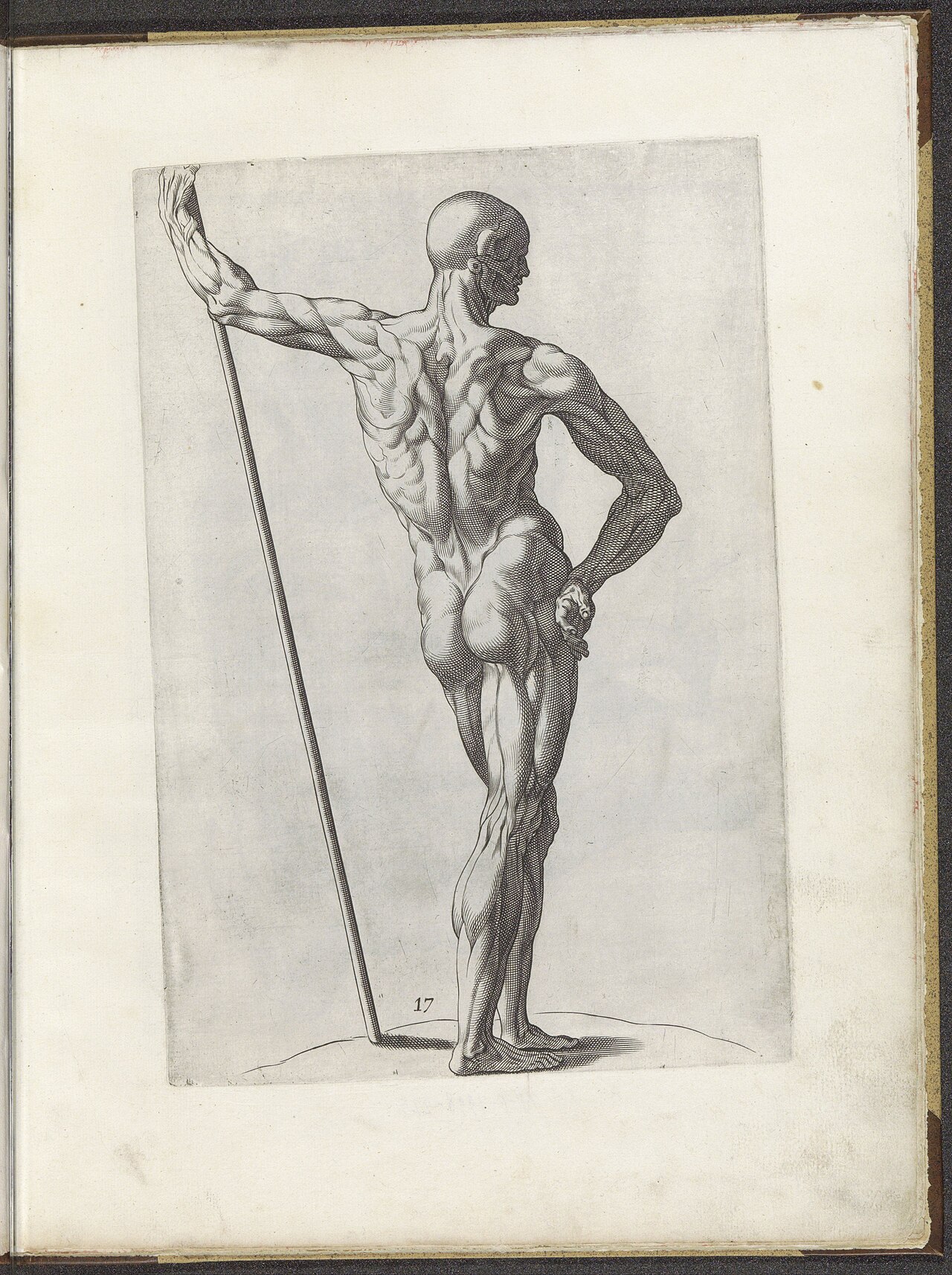Tekenvoorbeeld van een staand écorché op de rug gezien Varie figvre academiche Diversche figvren wt de academia (serietitel), RP-P-1998-225 — Unknown artist