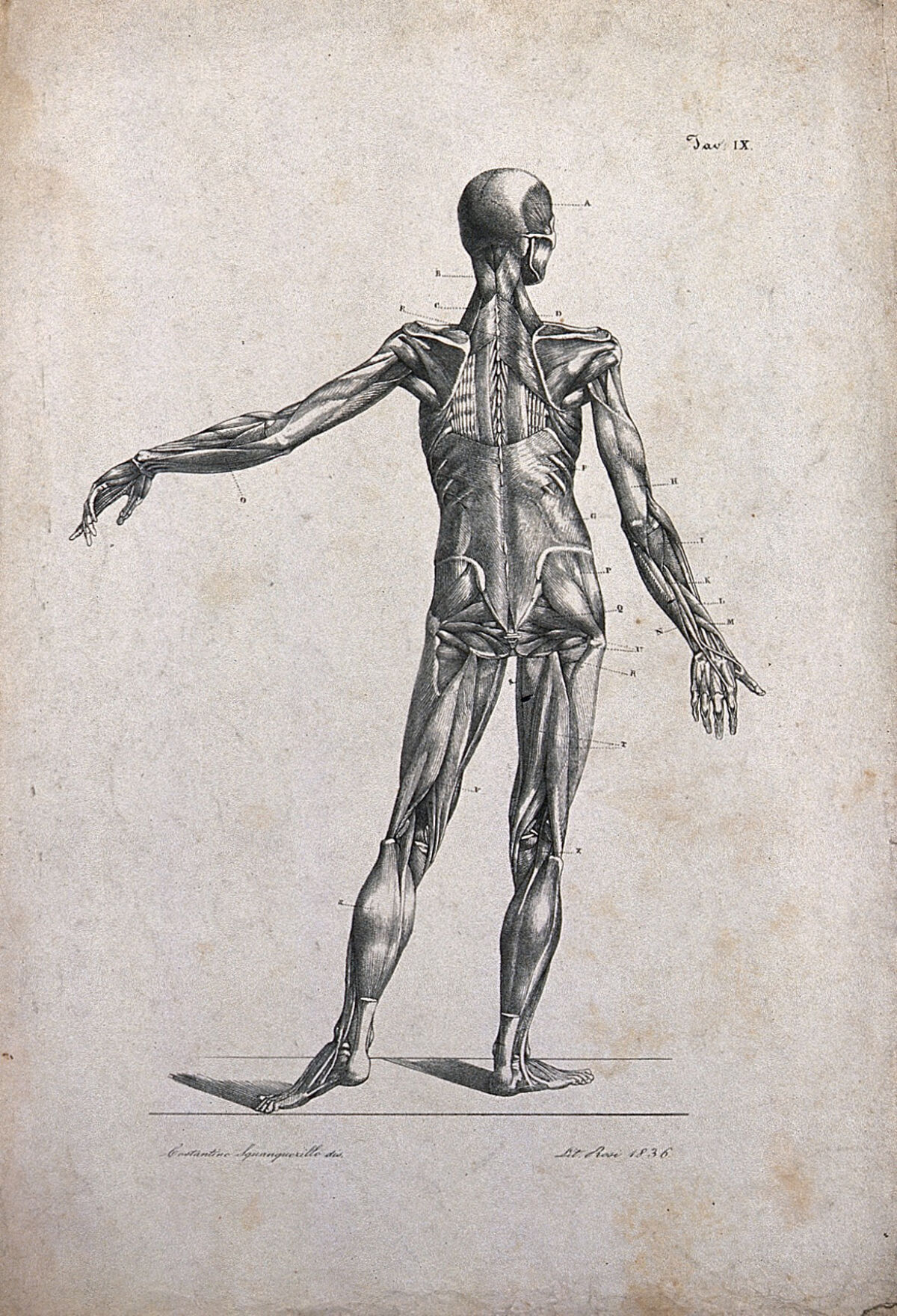 An écorché figure, with left arm extended, seen from the back. Lithograph by Rosi after C. Squanquerillo, 1836. — Unknown artist
