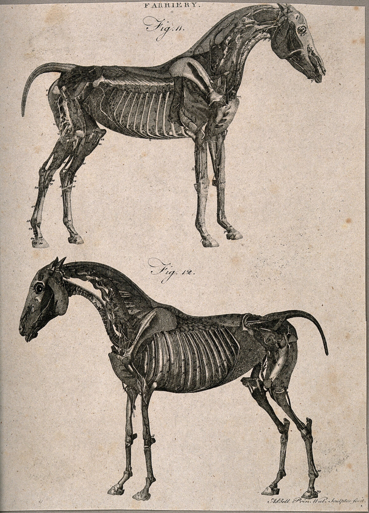 Two écorché horses: left and right side views. Line engraving with etching by A. Bell, 1770/1800?. — Unknown artist