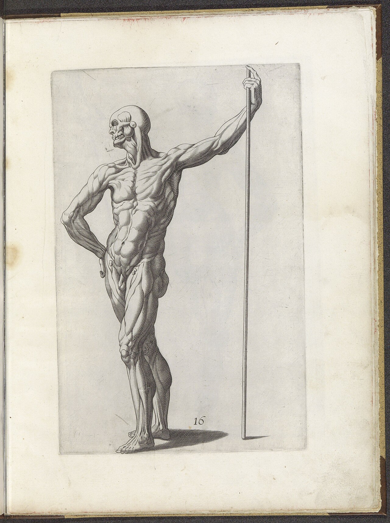 Tekenvoorbeeld van een staand écorché Varie figvre academiche Diversche figvren wt de academia (serietitel), RP-P-1998-224 — Unknown artist