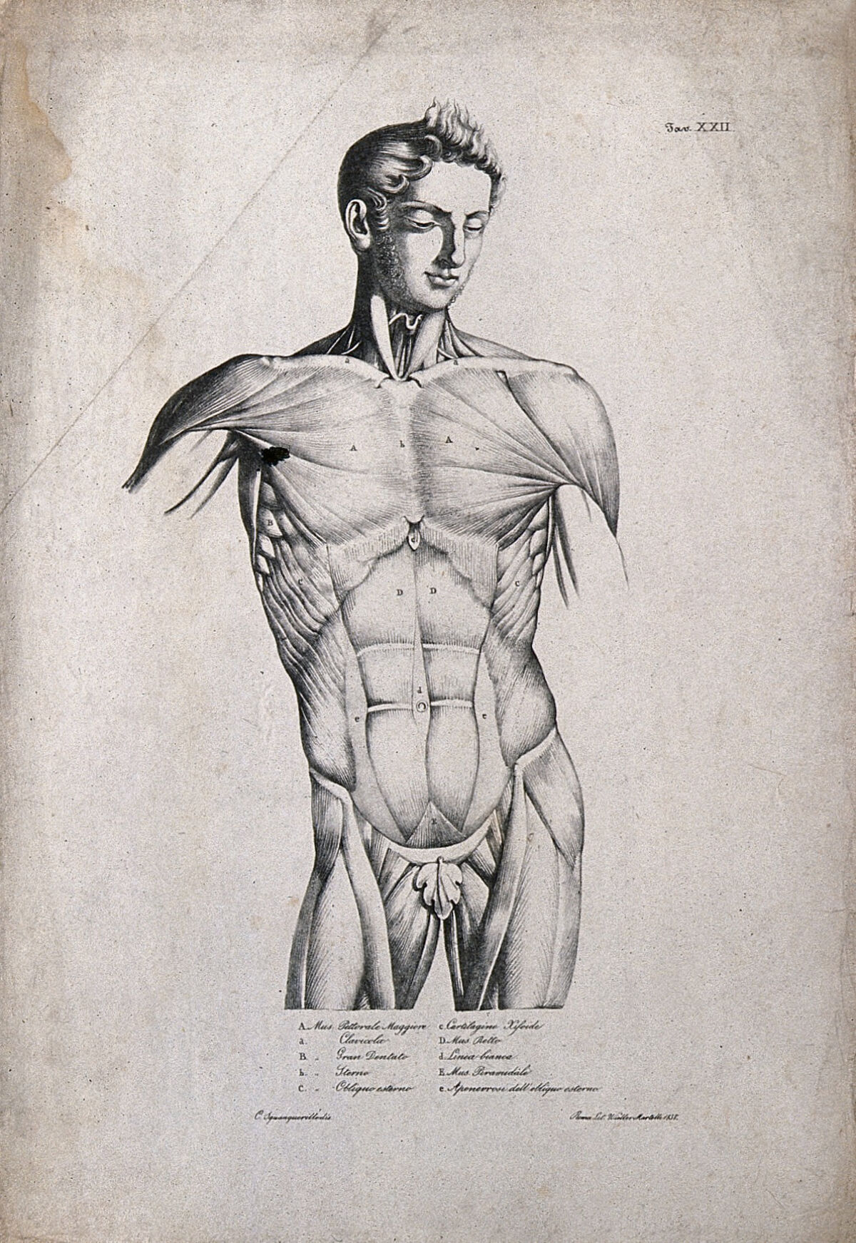 An écorché figure (torso): front view. Lithograph by Wieller and Martelli after Squanquerillo, 1838. — Unknown artist