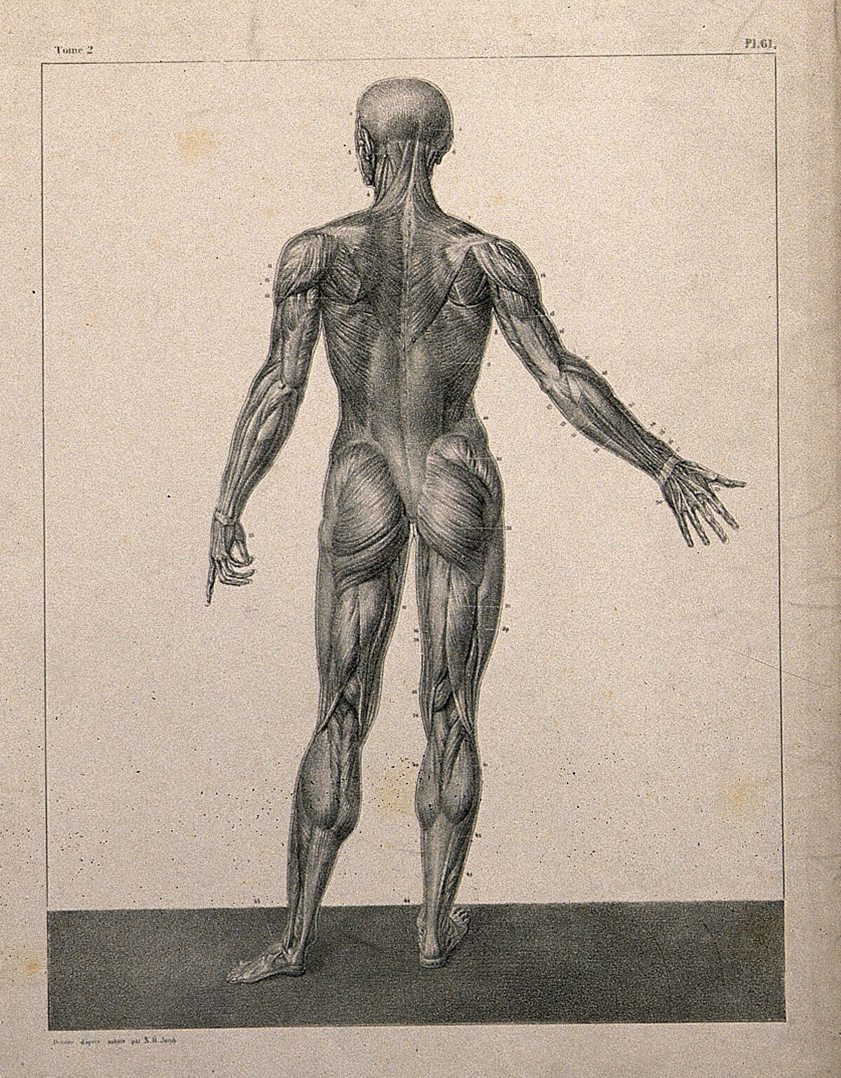 An écorché figure, back view, with right arm extended. Lithograph by N.H Jacob, 1831/1854. — Unknown artist