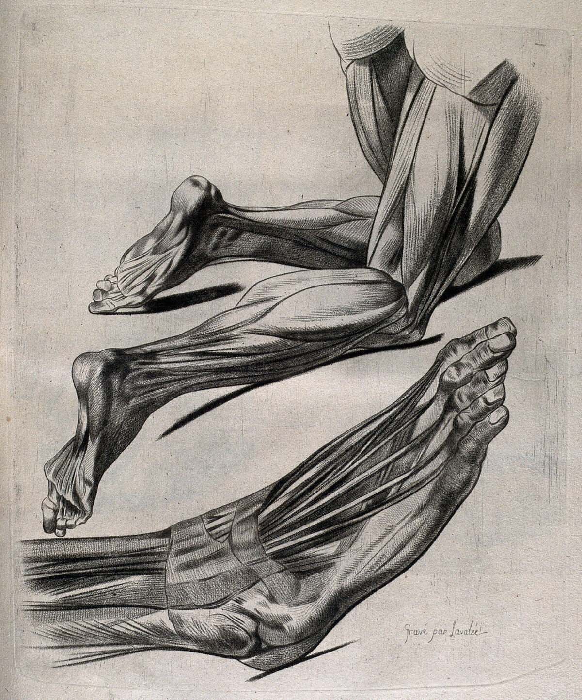 Muscles of the legs and feet: two écorché figures. Crayon manner print by Lavalée after J. Gamelin, 1778/1779. — Unknown artist
