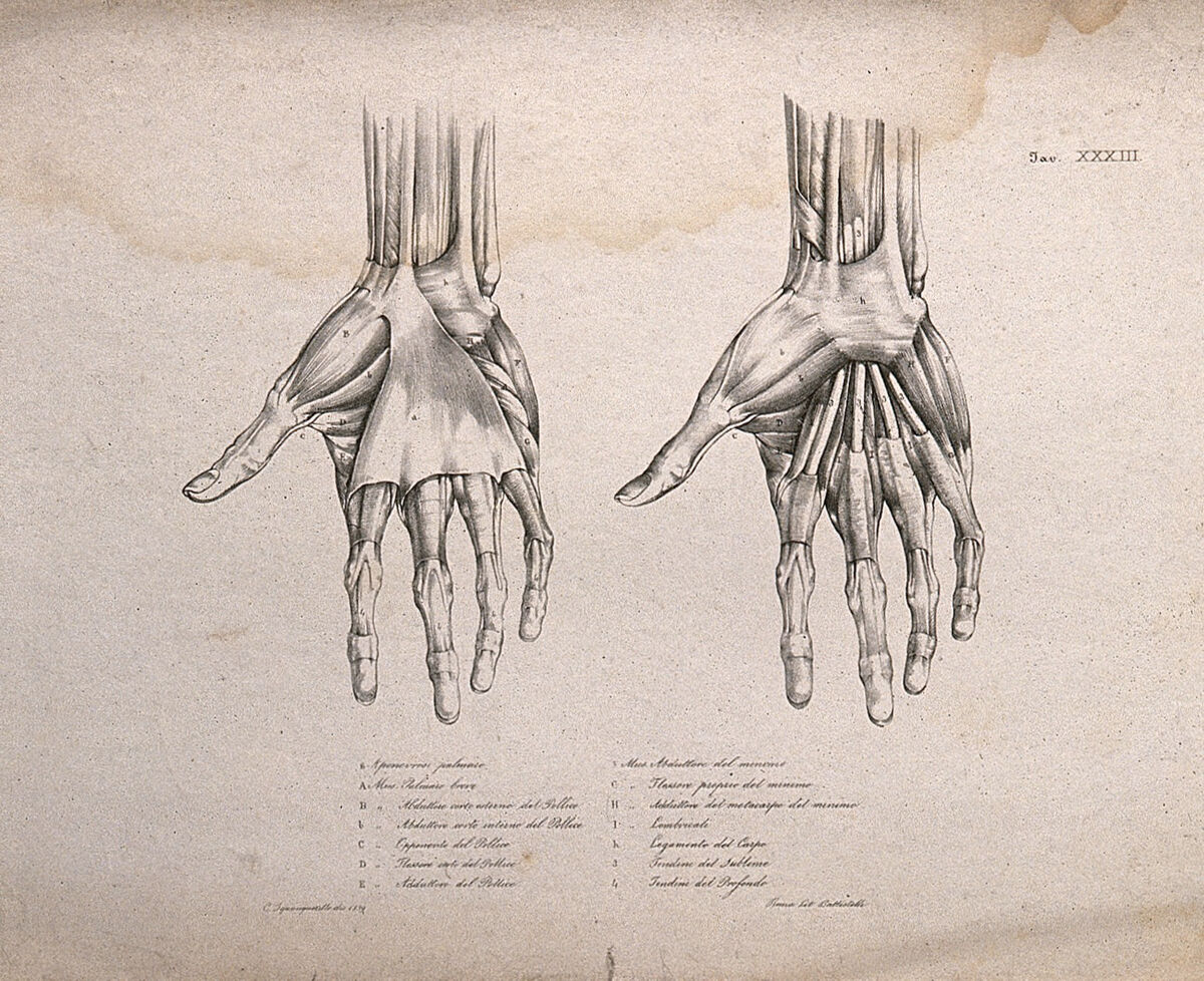Muscles and bones of the hand: two figures of écorché hands. Lithograph by Battistelli after C. Squanquerillo, 1839. — Unknown artist