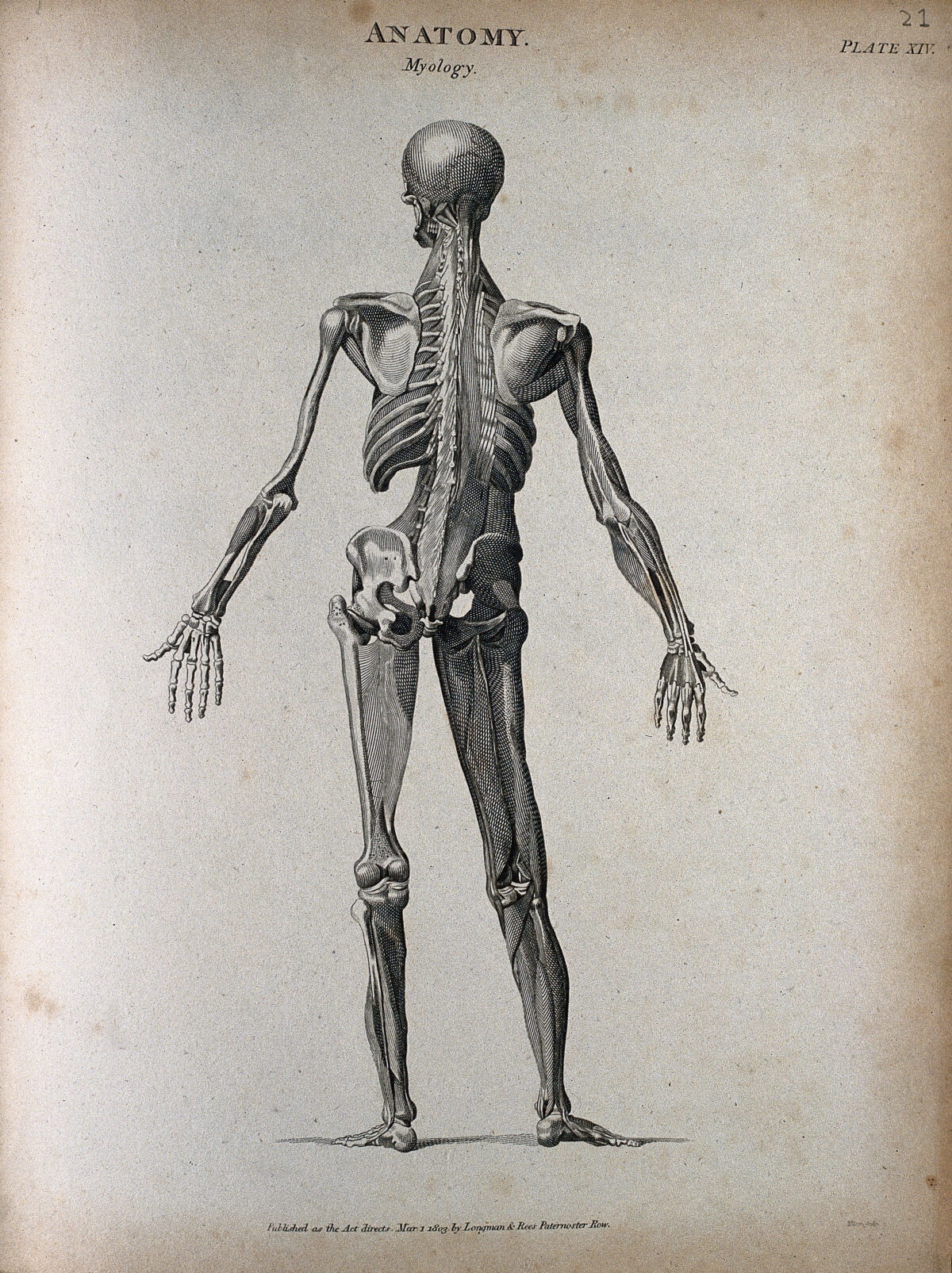 A standing male écorché figure: back view, showing the muscles and skeleton. Engraving by T. Milton, 1803. — Unknown artist