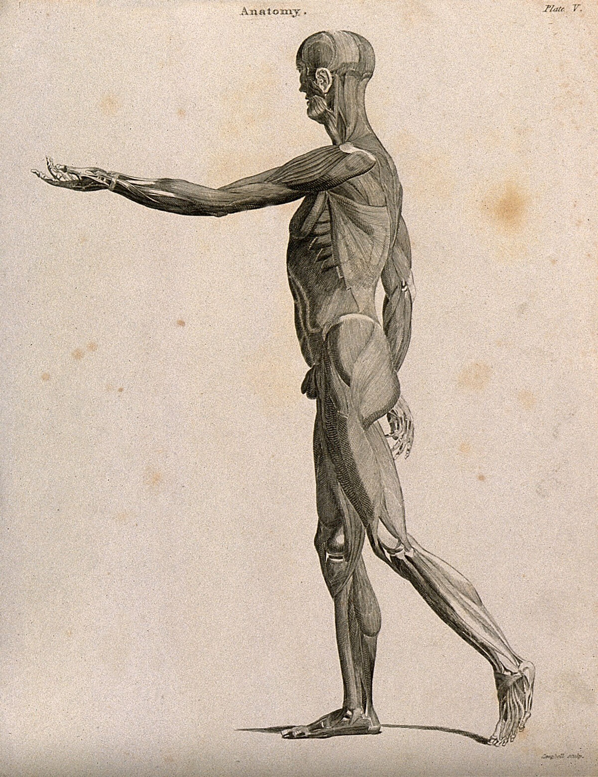 An écorché with left arm extended forwards, seen from the left side. Line engraving by Campbell, 1816/1821. — Unknown artist