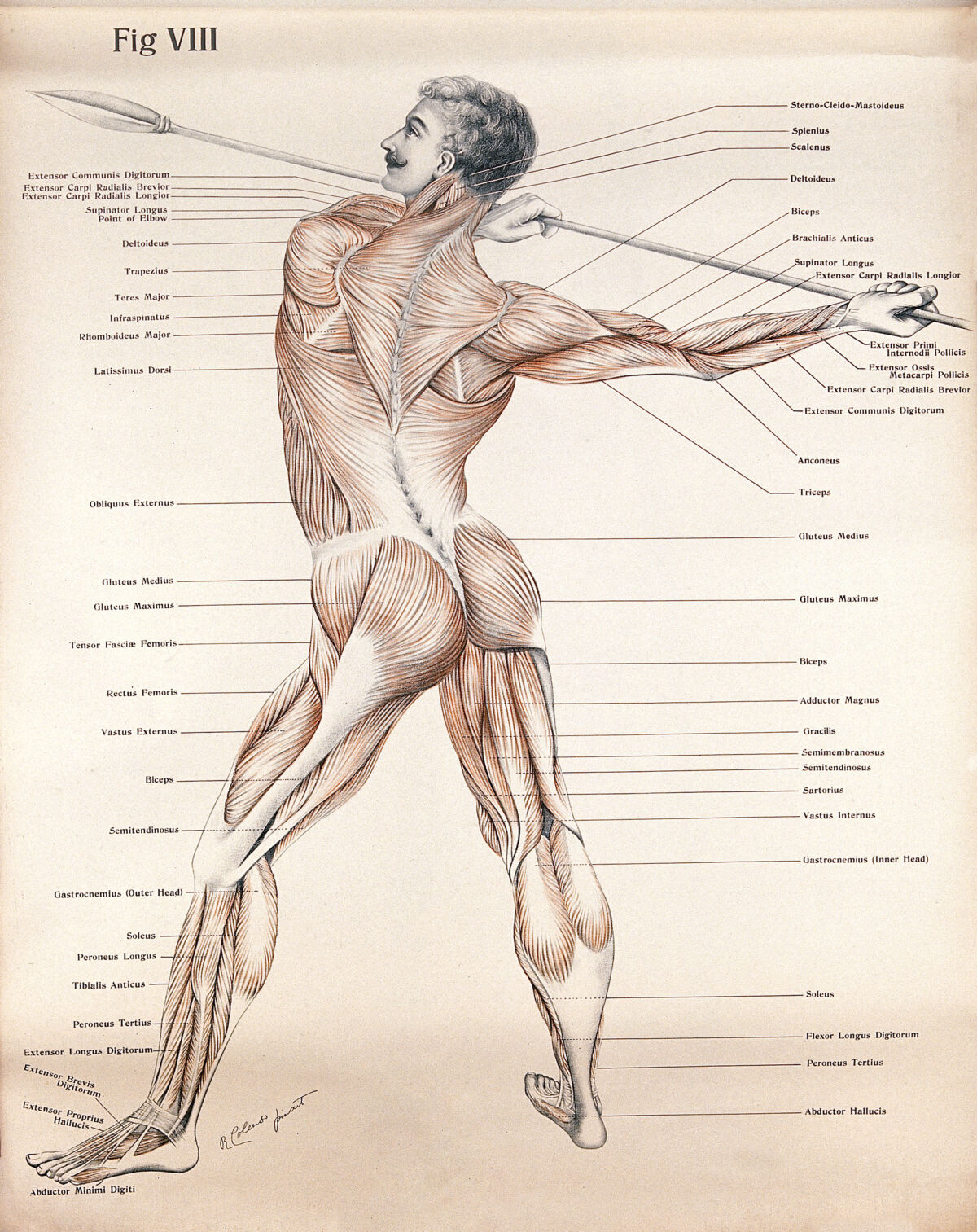 Artistic poses, plate VIII: a man, écorché, aiming a spear. Lithograph by Robert J. Colenso. — Unknown artist