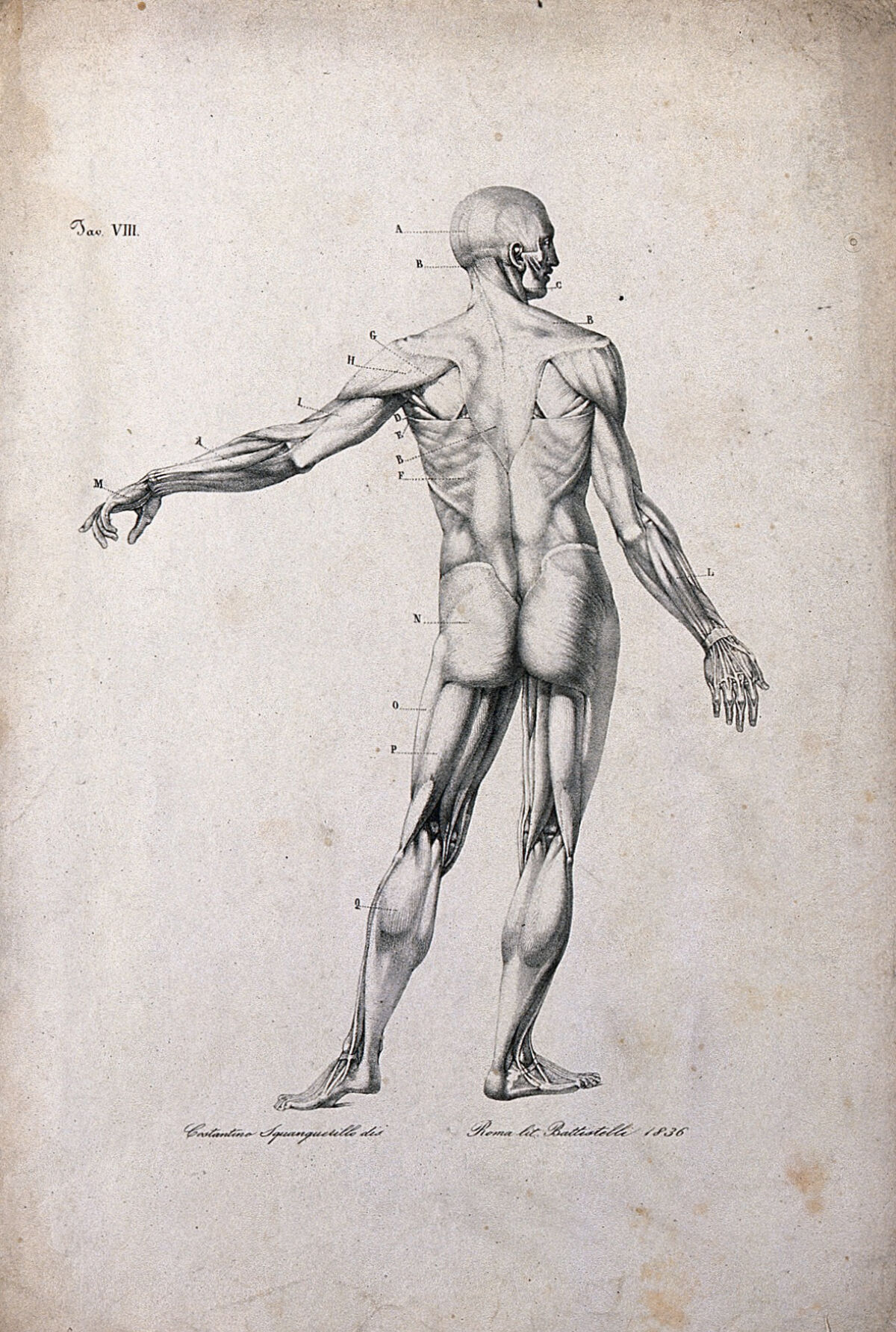 An écorché figure, with left arm extended, seen from the back. Lithograph by Battistelli after C. Squanquerillo, 1836. — Unknown artist