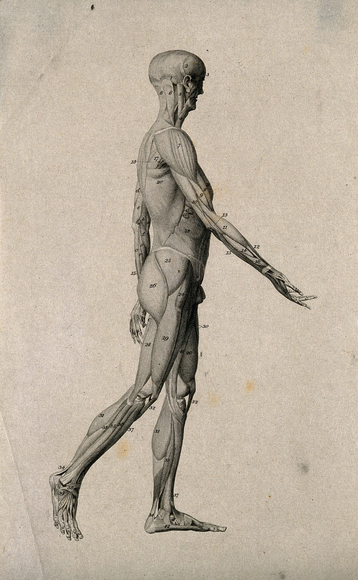An écorché figure, walking towards the right, seen in right profile. Engraving, ca. 1800. — Unknown artist
