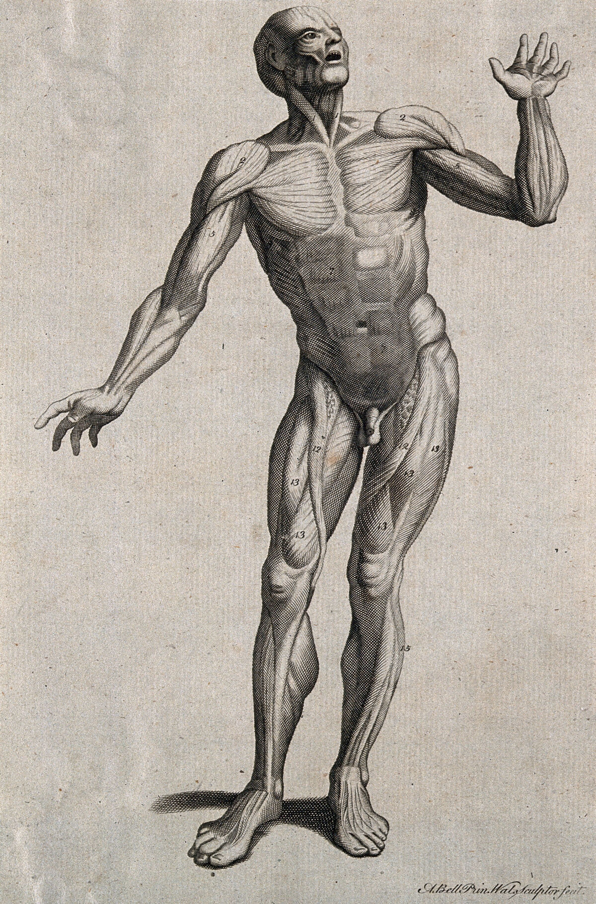 A man, écorché, in the pose of an orator. Line engraving by A. Bell after W. Cowper, 1790/1810(?). — Unknown artist