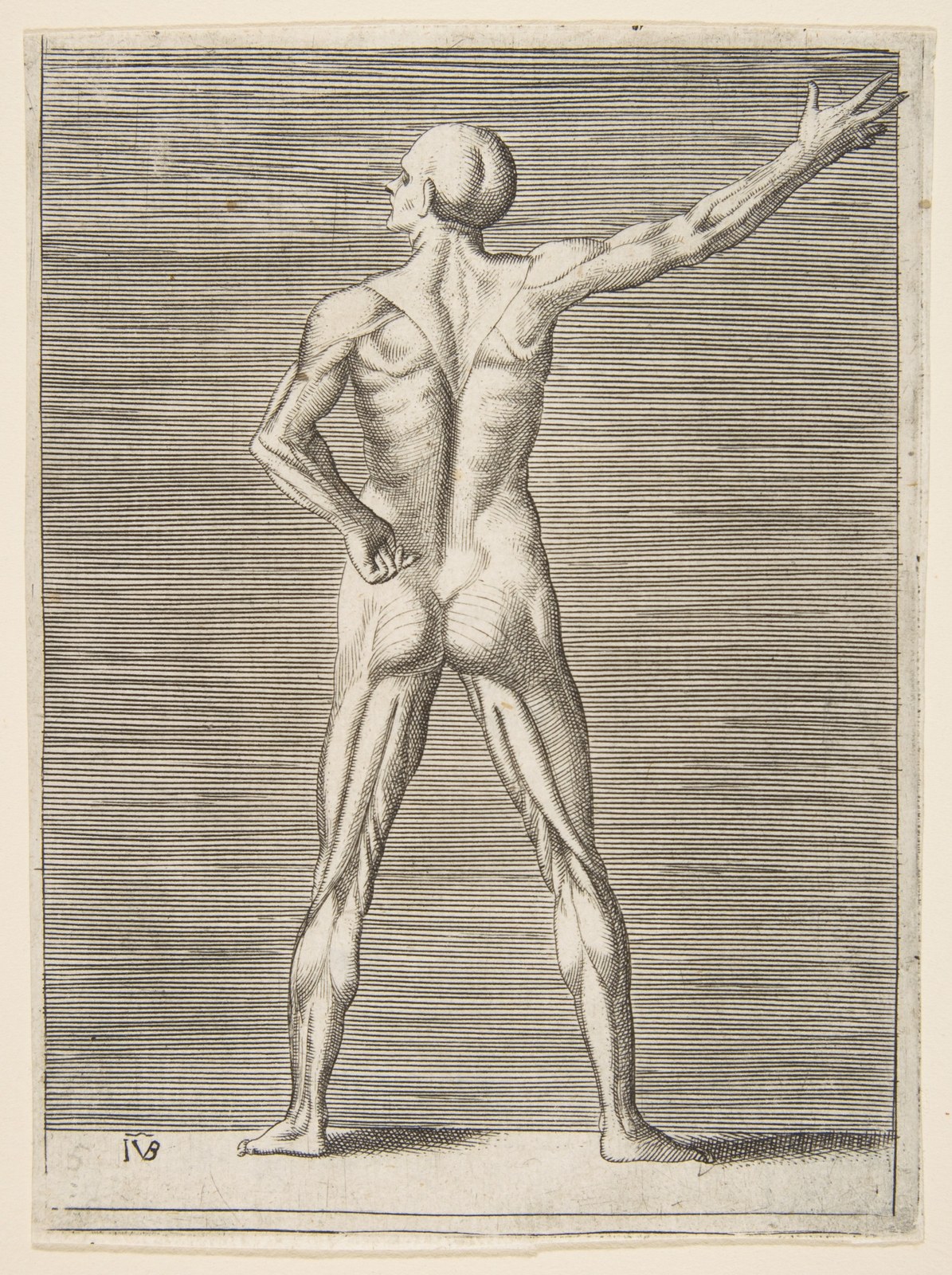 Flayed man seen from behind, his right arm extended — Giulio Bonasone