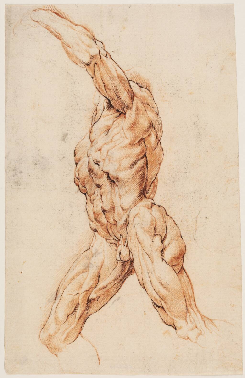 Anatomisk studie af en gående mand, drejet mod venstre (écorché) — Willem Panneels