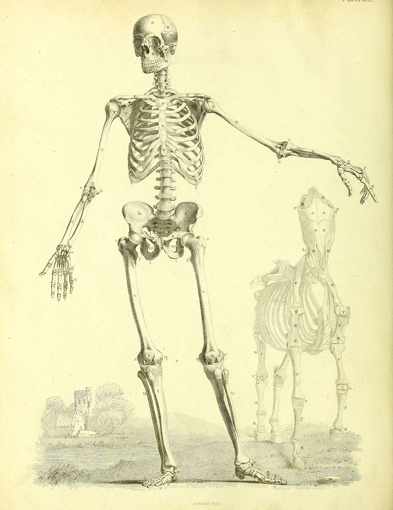 Barclay Mitchell Skeletons 0016 Plate 01 — Bernhard Siegfried Albinus / George Stubbs