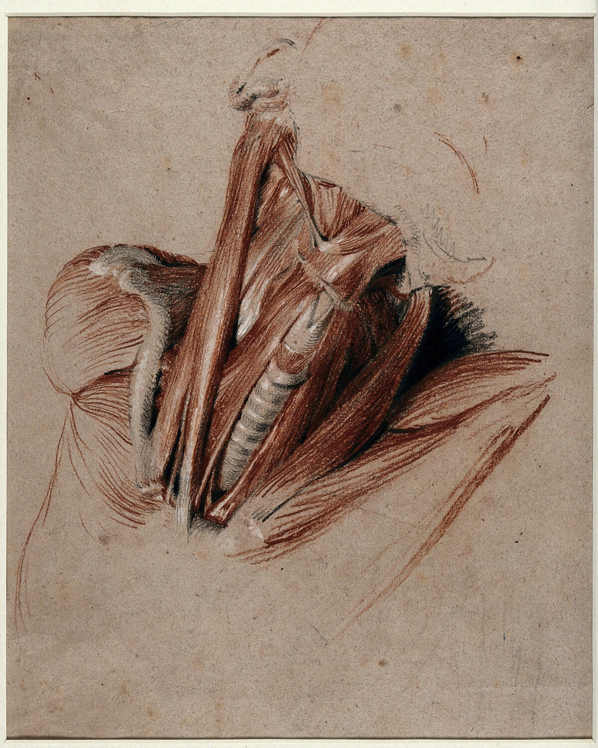 Neck of an écorché figure. Chalk drawing by C. Landseer, ca. 1825. — Unknown artist