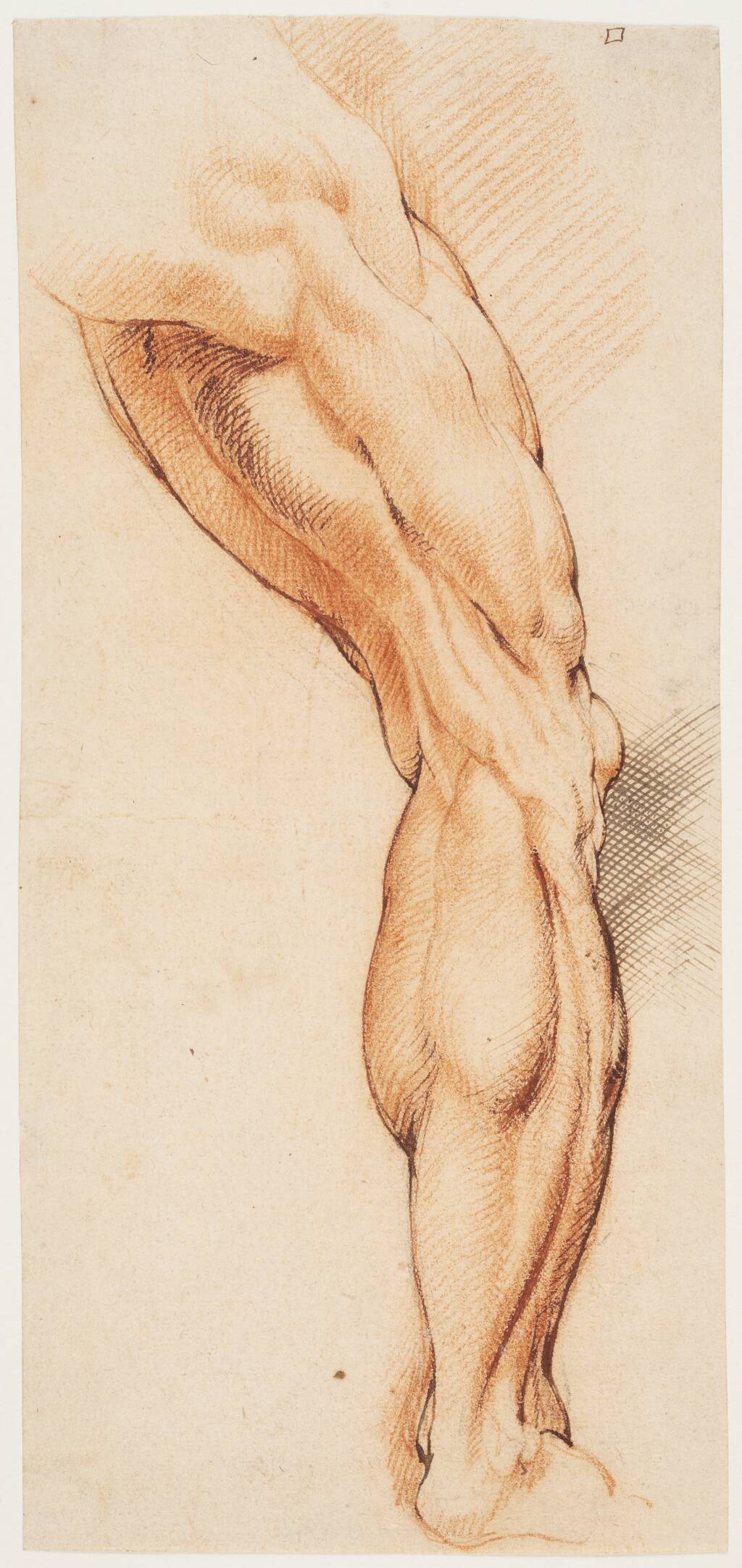 Anatomisk studie af en flået mands højre ben, set bagfra og drejet mod højre (écorché) — Willem Panneels