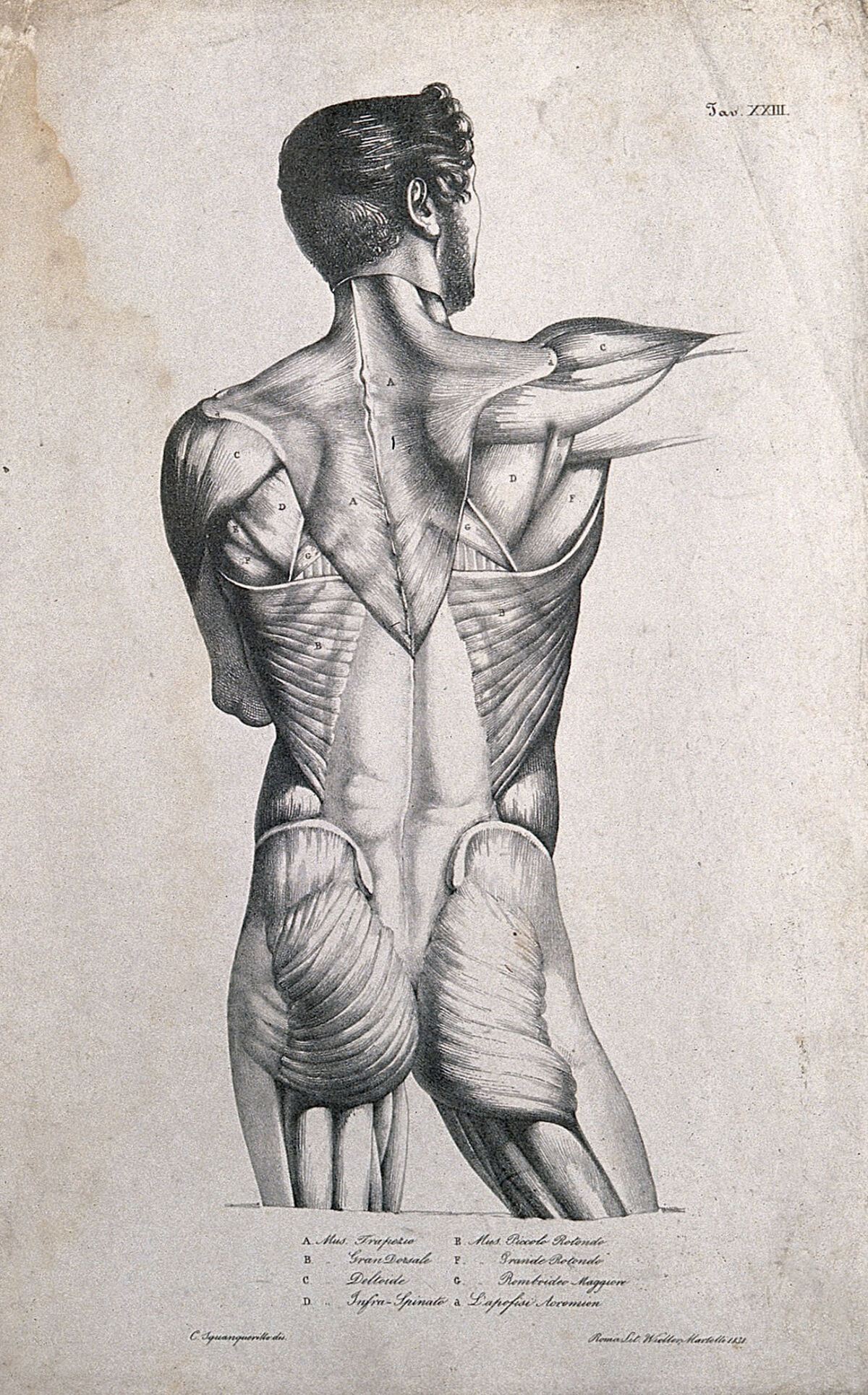 An écorché figure (torso): back view. Lithograph by Wieller and Martelli after Squanquerillo, 1838. — Artista ignoto