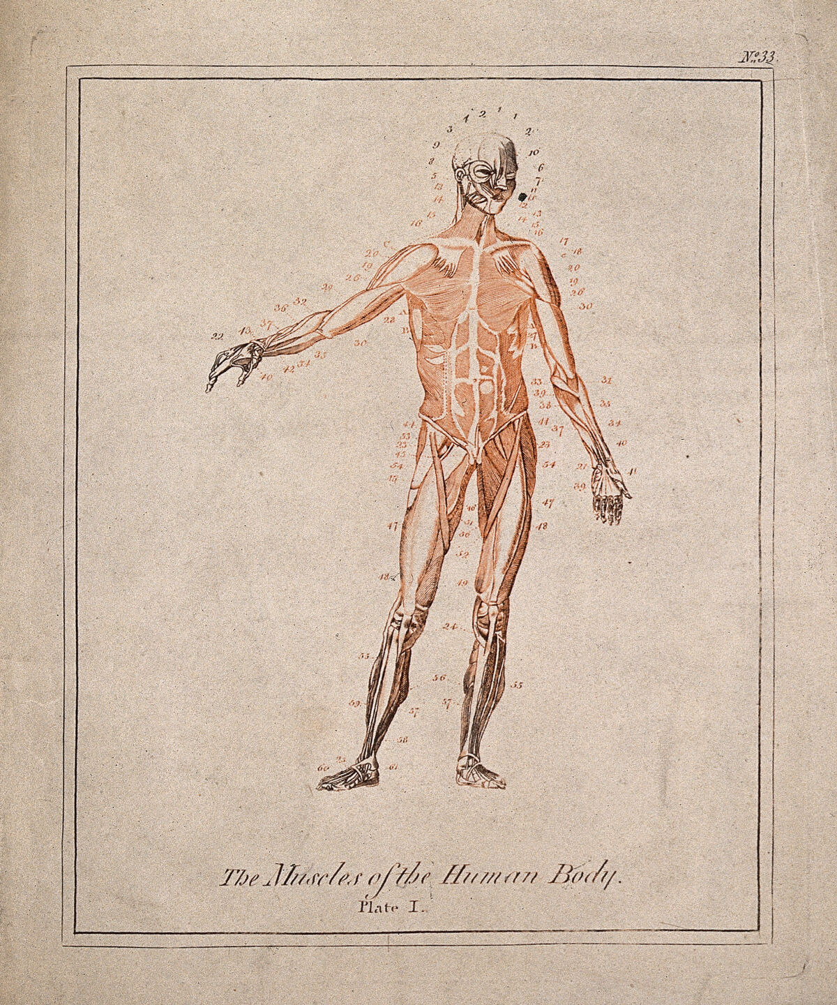 An écorché: front view with right arm extended. Colour line engraving after B.S. Albinus. — Artiste inconnu