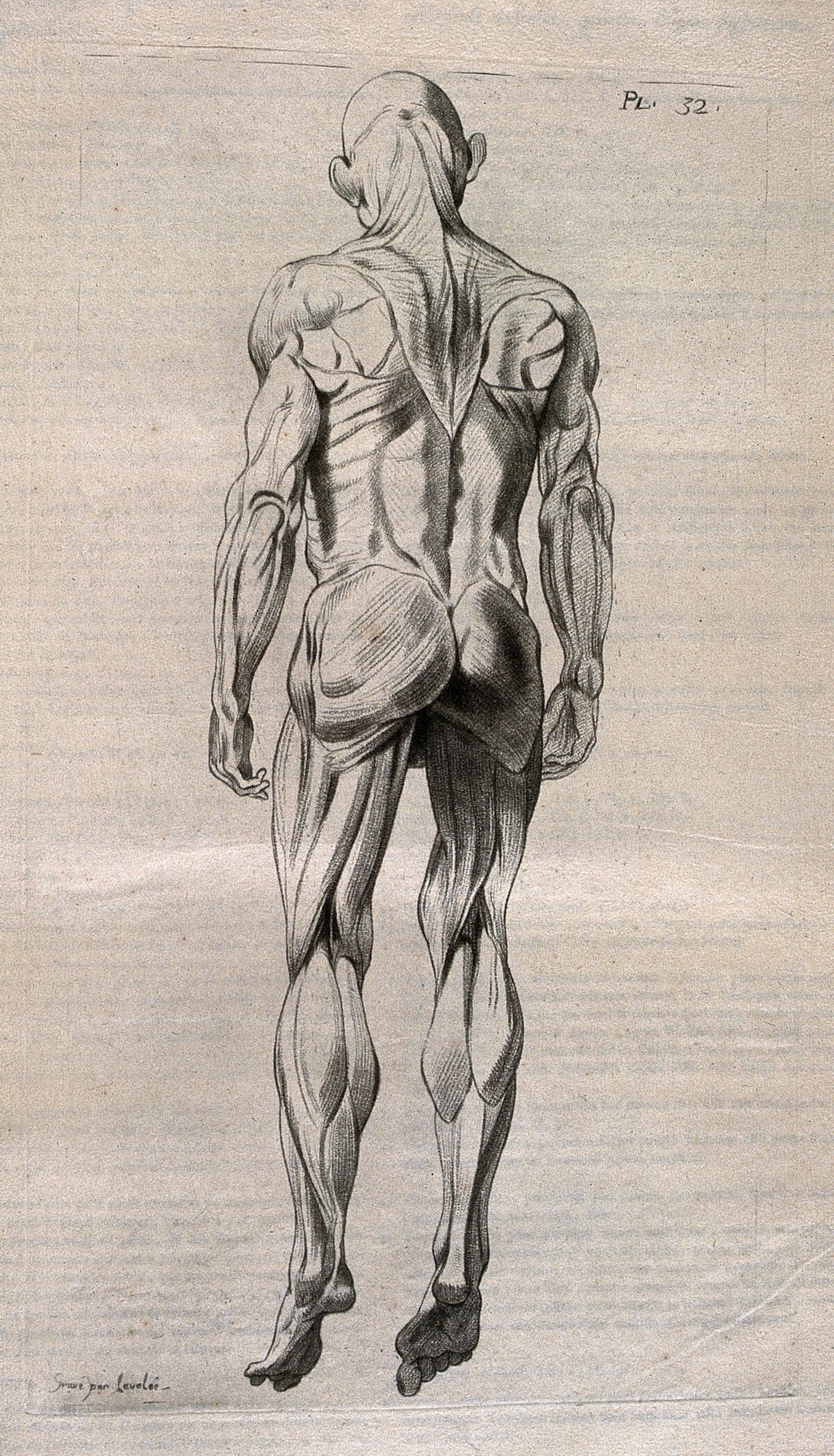 An écorché figure, seen from behind, as if suspended. Crayon manner print by Lavalée, after J. Gamelin, 1778/1779. — Artiste inconnu