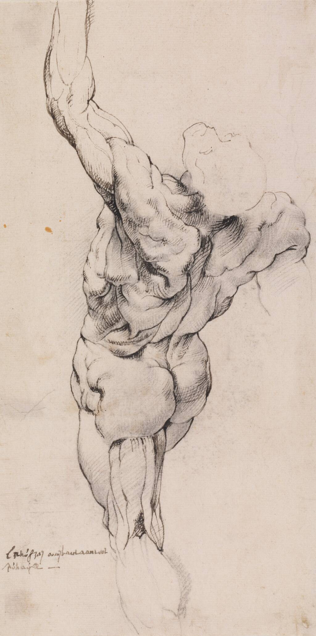 Anatomisk studie (écorché). En gående, flået mand set bagfra, halvt venstredrejet — Willem Panneels