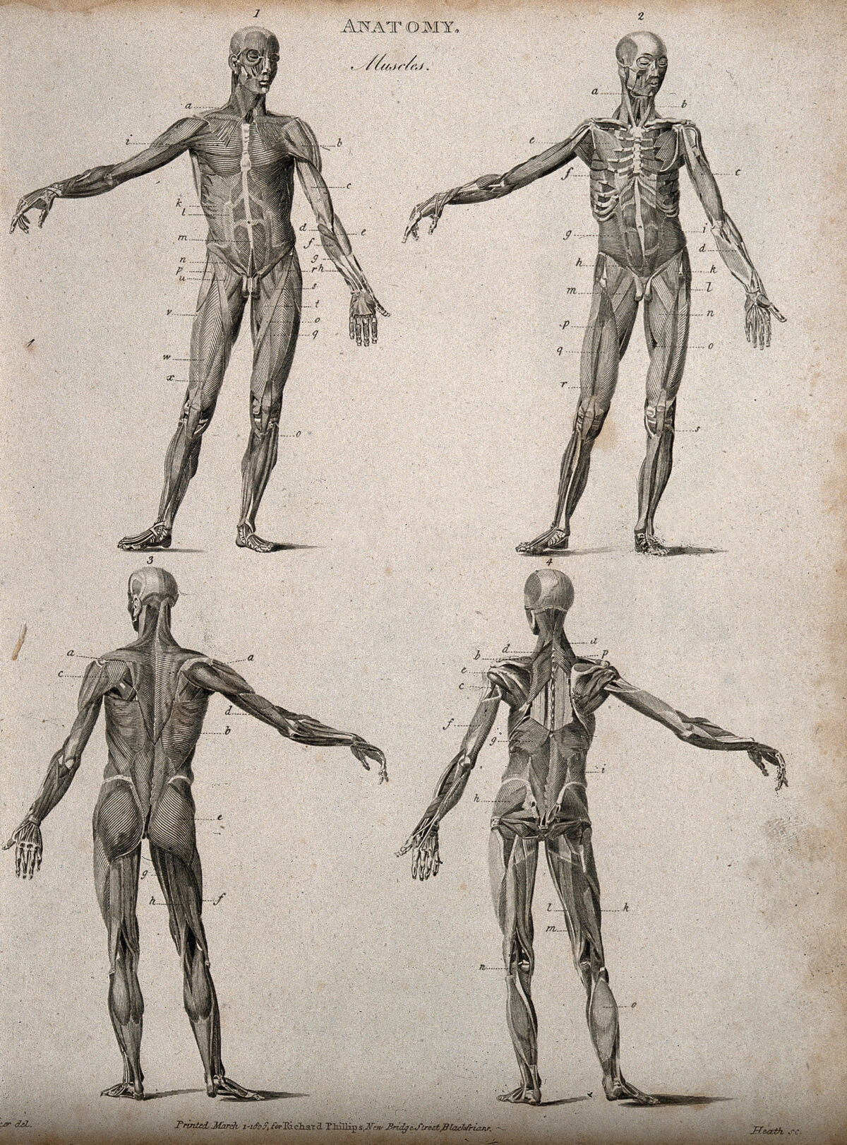 Four écorché figures, front and back views. Line engraving by Heath, after Walker, 1806. — Artiste inconnu