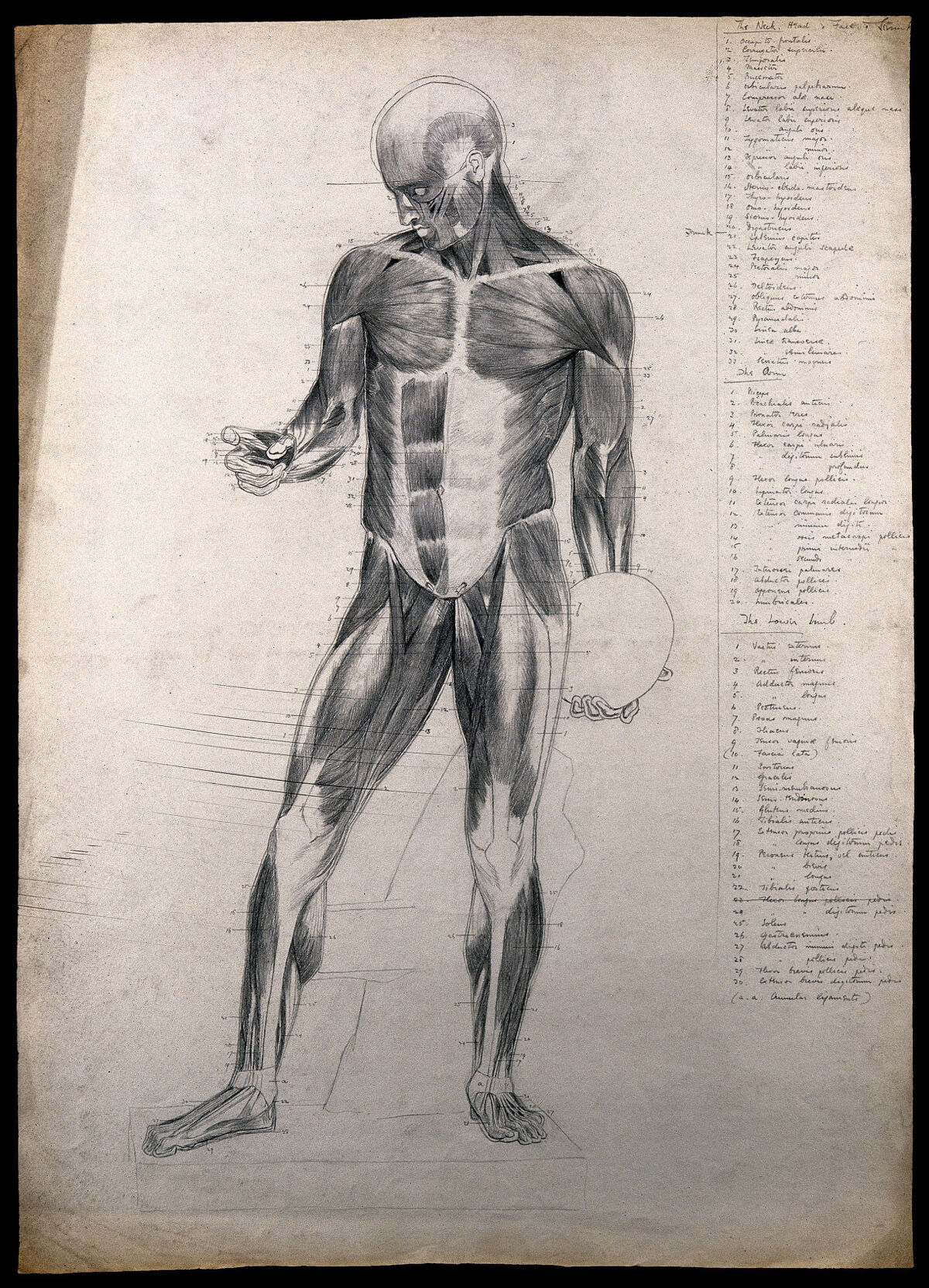 A standing écorché, holding a discus. Pencil drawing by C.H.M. Kerr, ca. 1882. — Artista ignoto